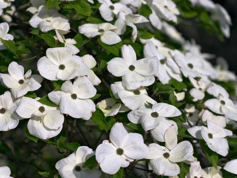 Cornus | Eddies White Wonder | PB40