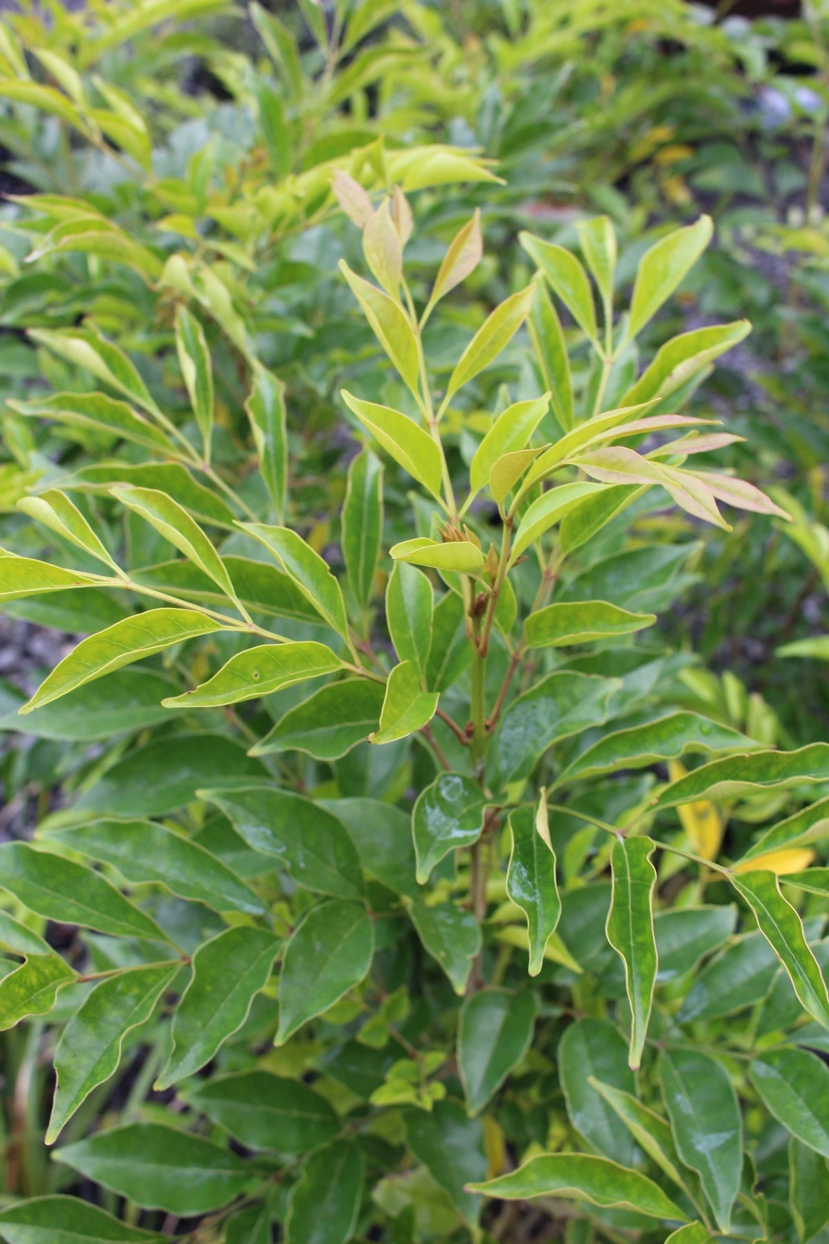 Fraxinus griffithii | 25L