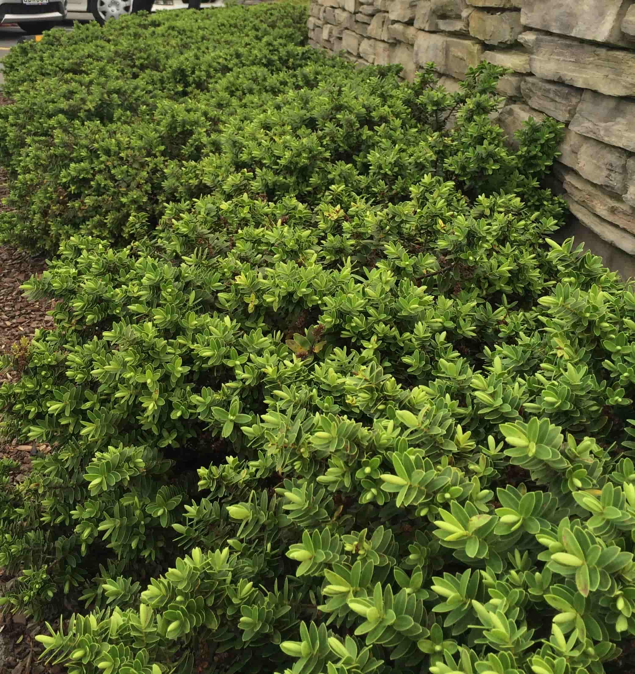 Hebe | Wiri Mist | 2.5L