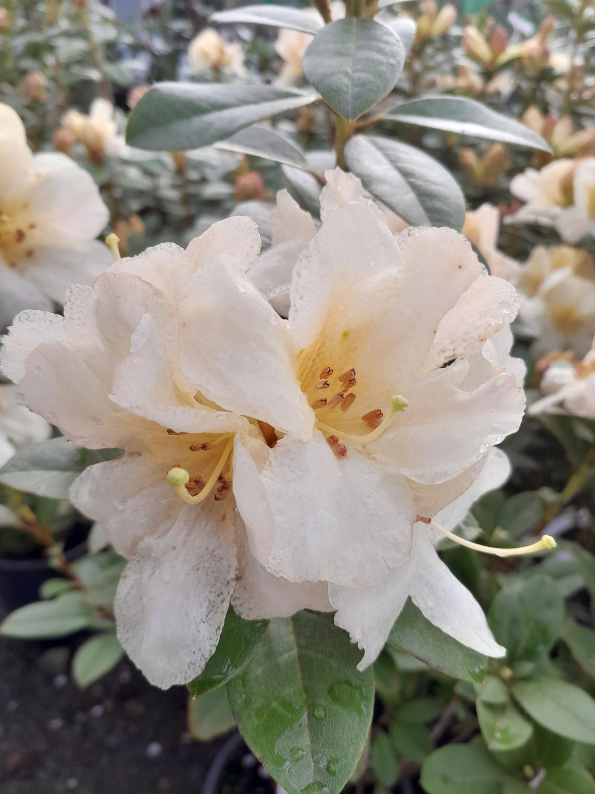 Rhododendron | Johnstoneanum | 6L