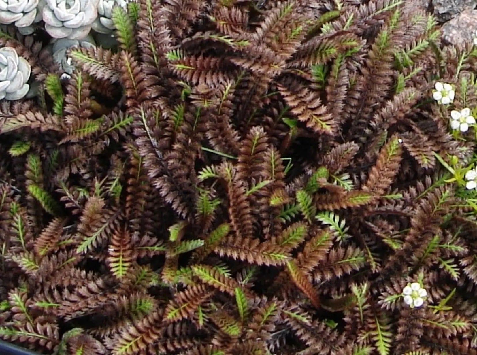Leptinella | Platts Black | 2L