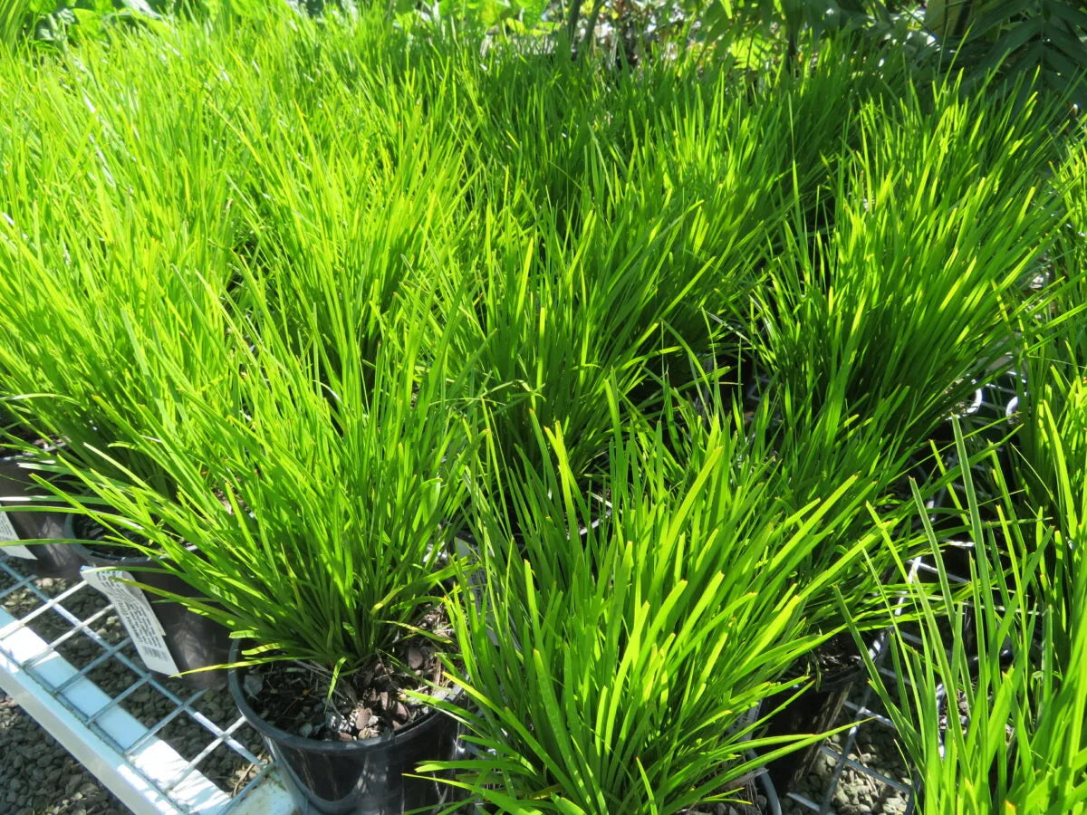 Lomandra | Little Lime | 2.5L