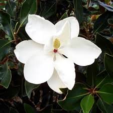 Magnolia | Little Gem | 45L