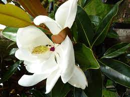 Magnolia | Little Gem | PB18