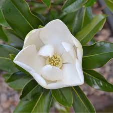 Magnolia | Kay Parris | PB18