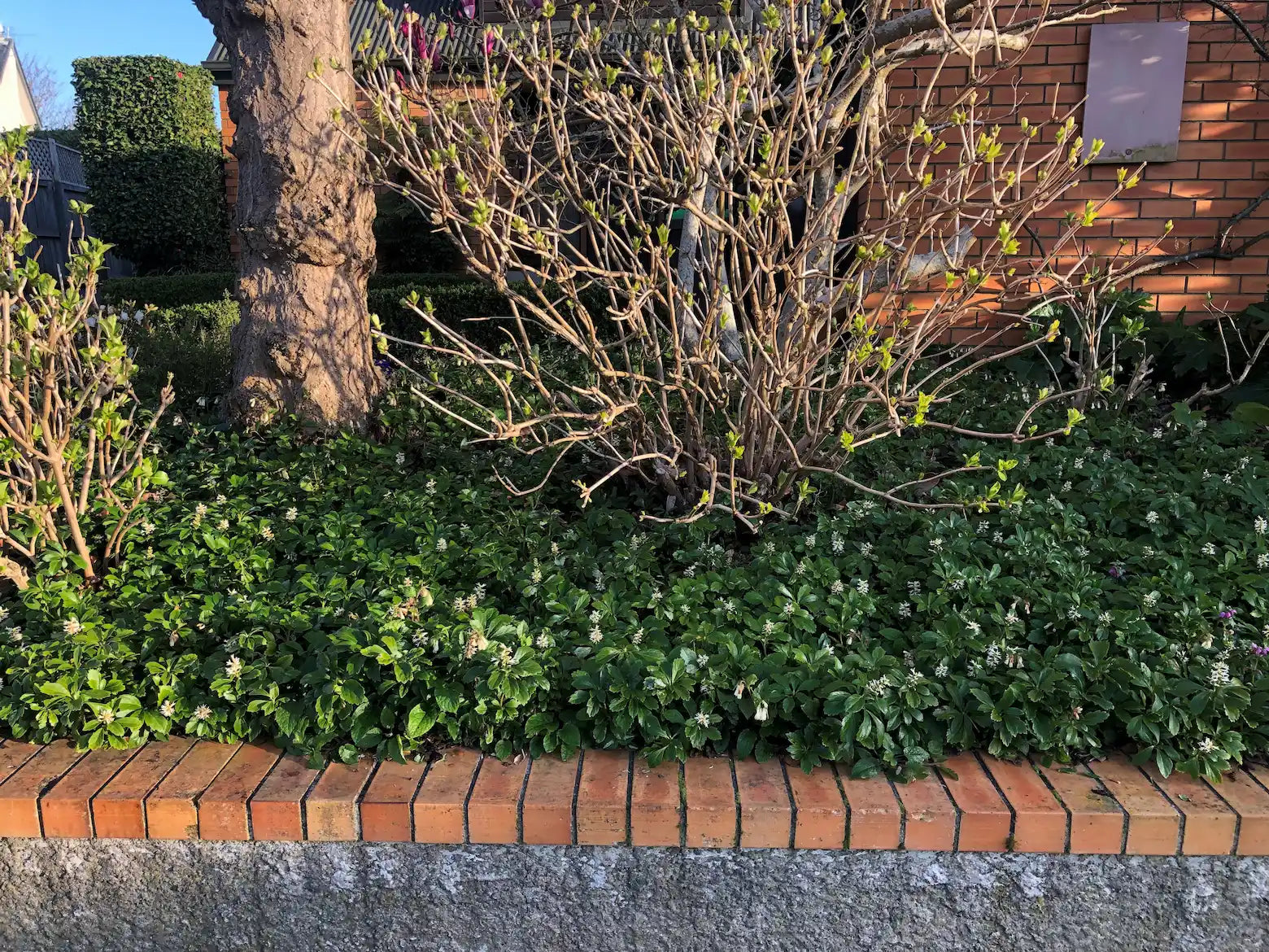 Pachysandra terminalis | Green Sheen | 1.5L