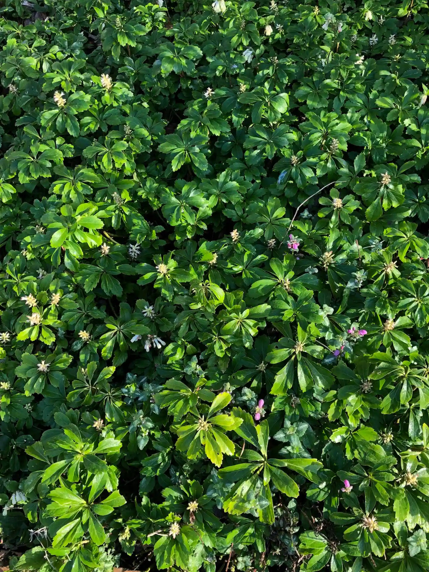 Pachysandra terminalis | Green Sheen | 1.5L