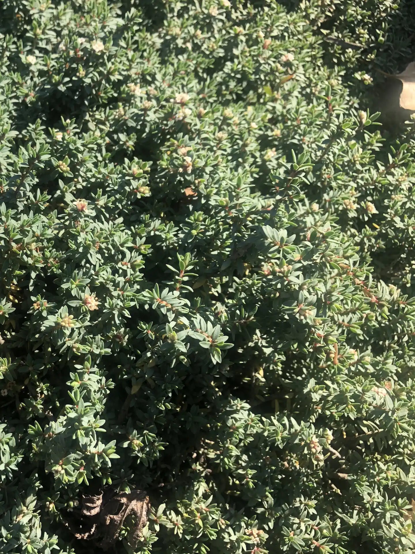 Pimelea | prostrata | 2L