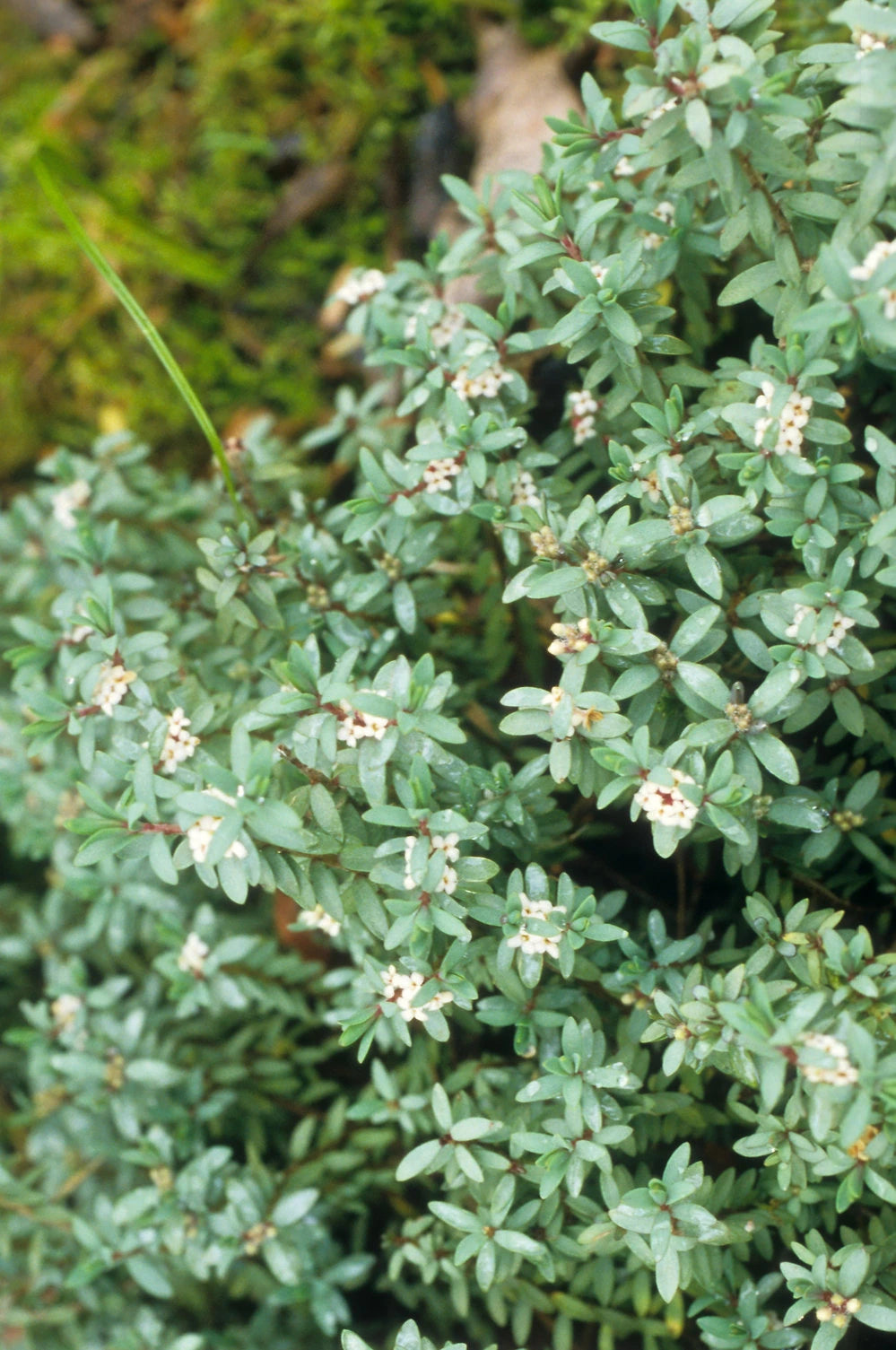 Pimelea | Blue Peter | 2.5L