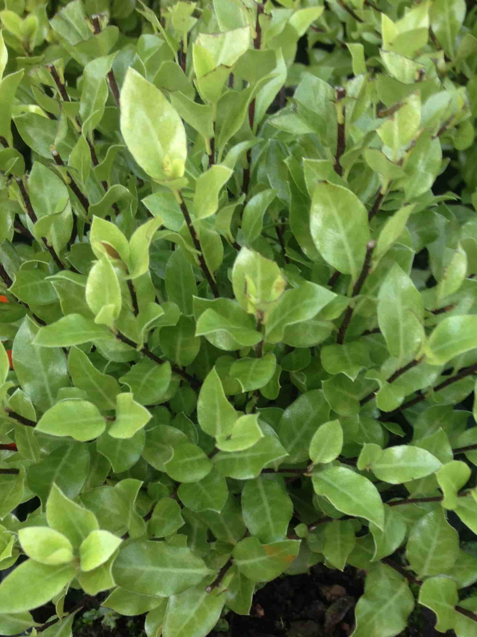 Pittosporum | Little Burger | 1.5L