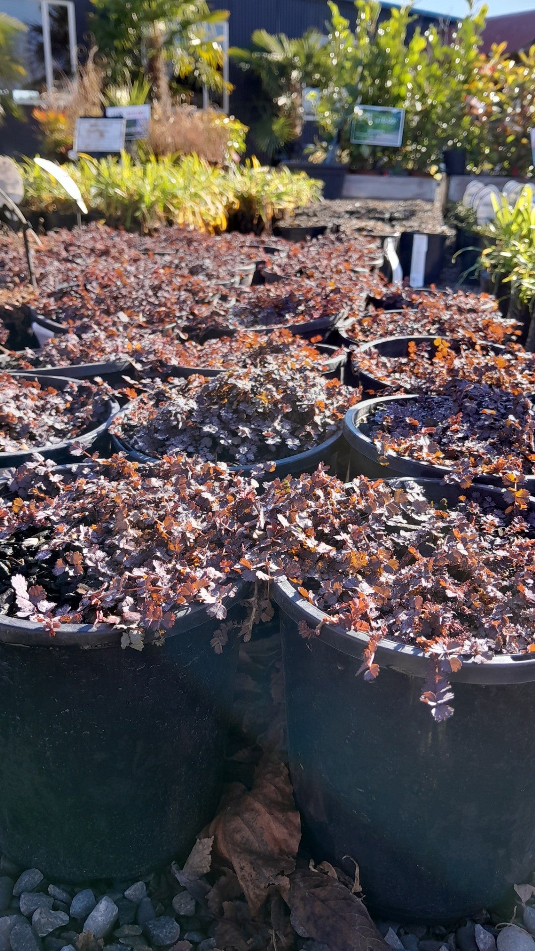 Acaena | Purpurea | 2L