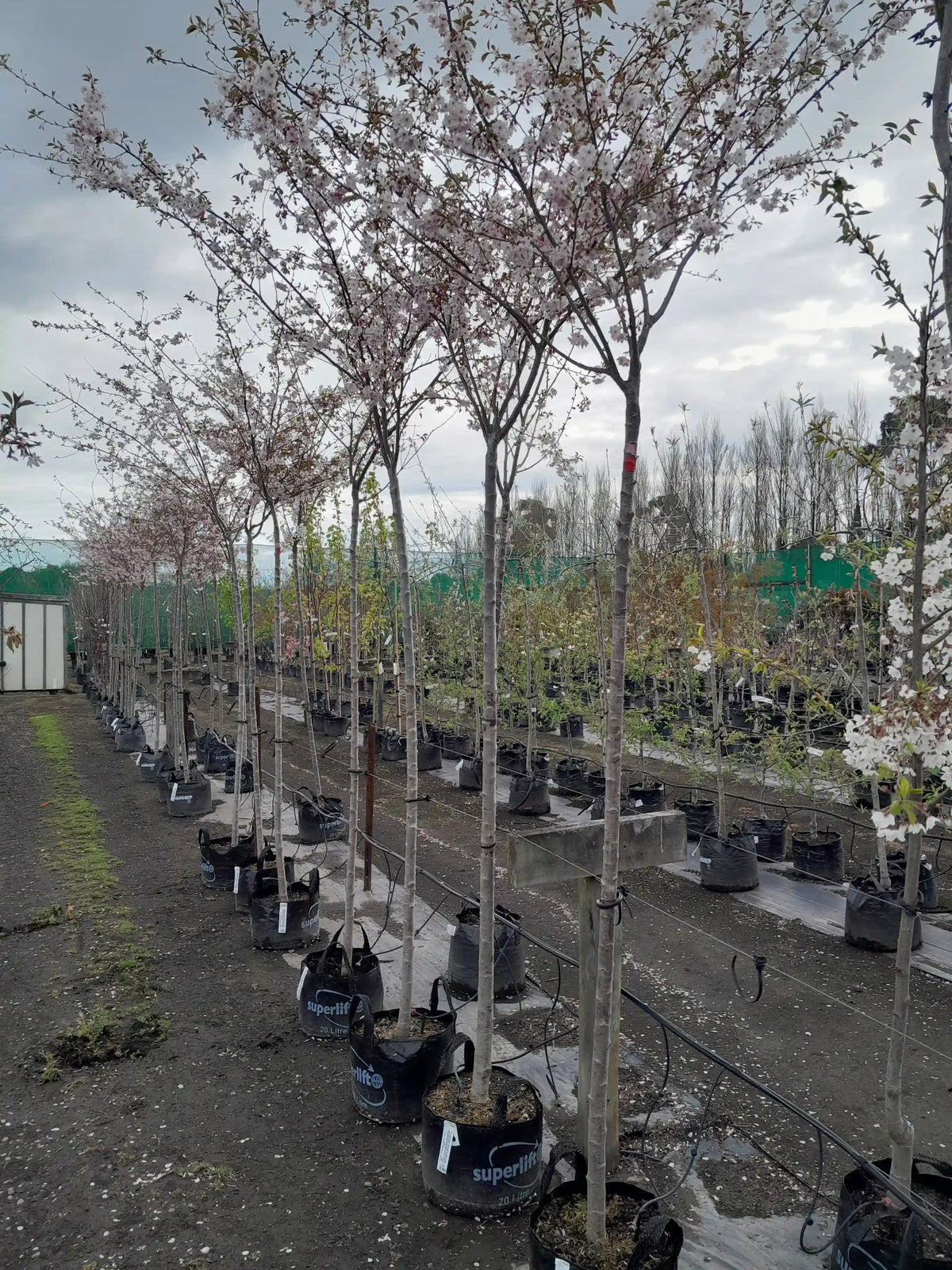 Prunus | Autumnalis Rosea | 1.8m Std | 25L