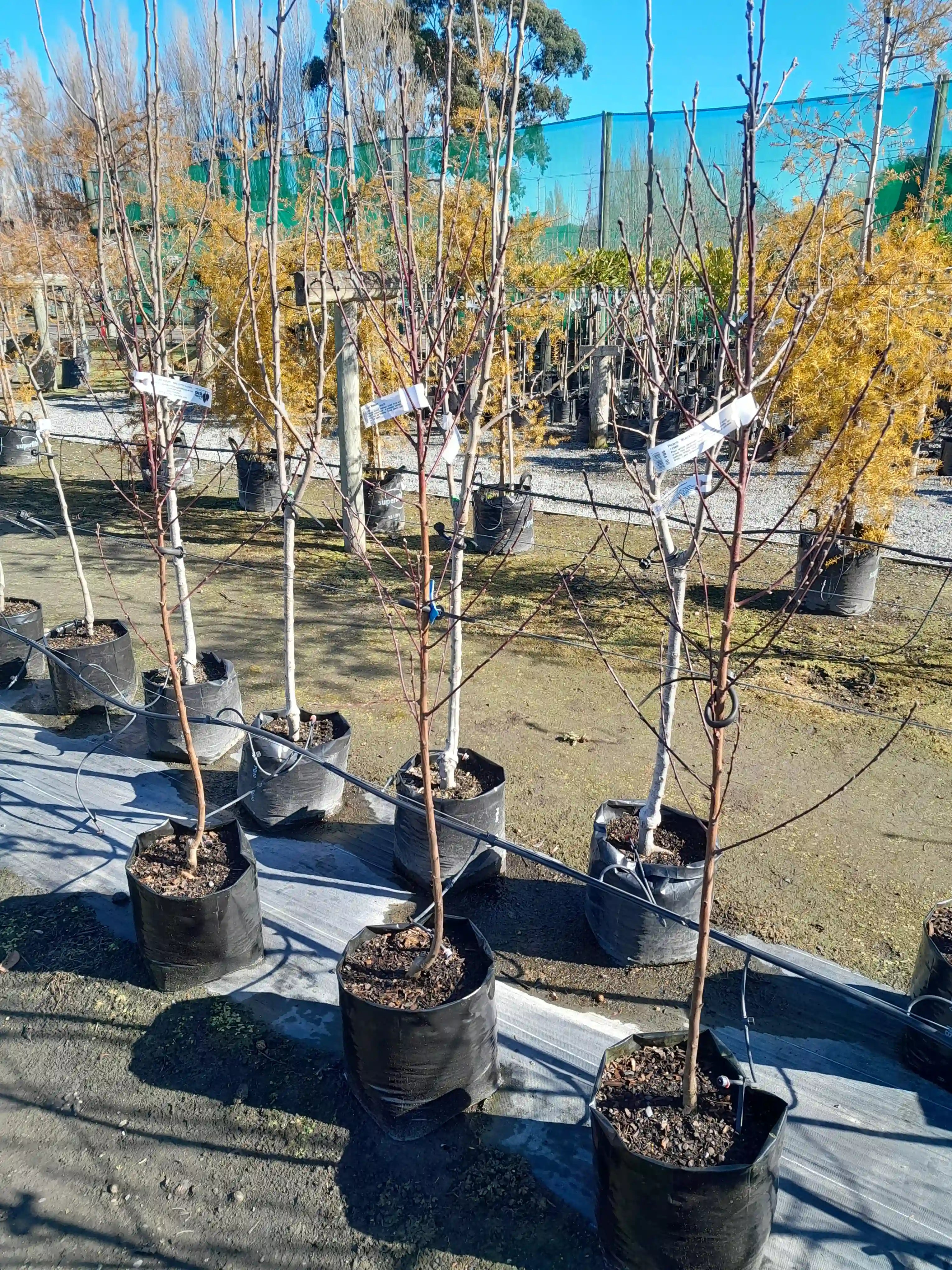 Peach | Blackboy | PB40