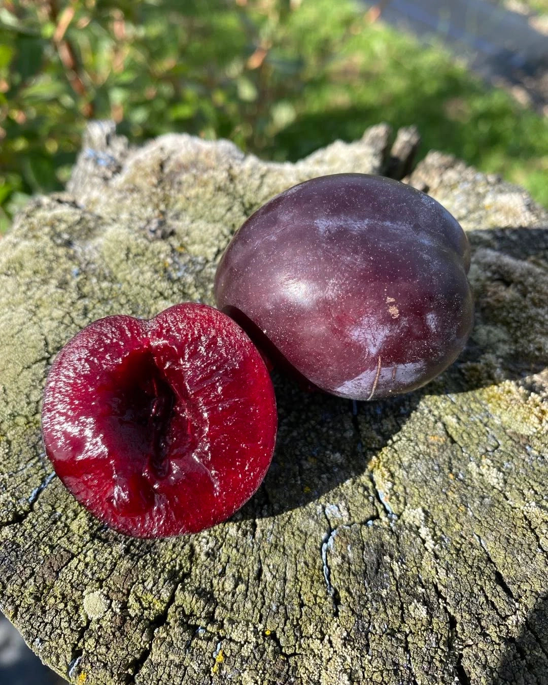 Plum | Black Doris | PB40
