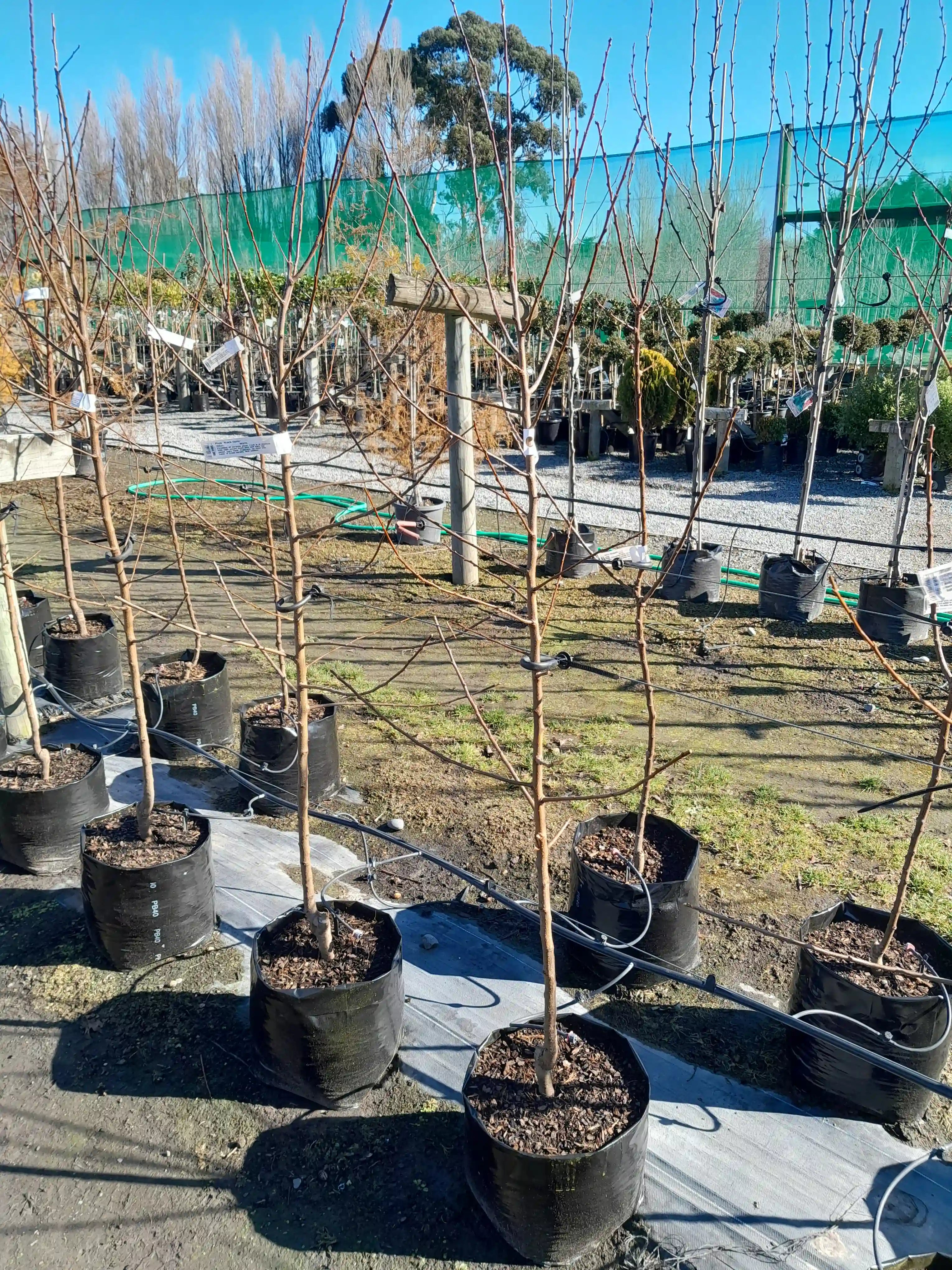 Plum | Black Doris | PB40