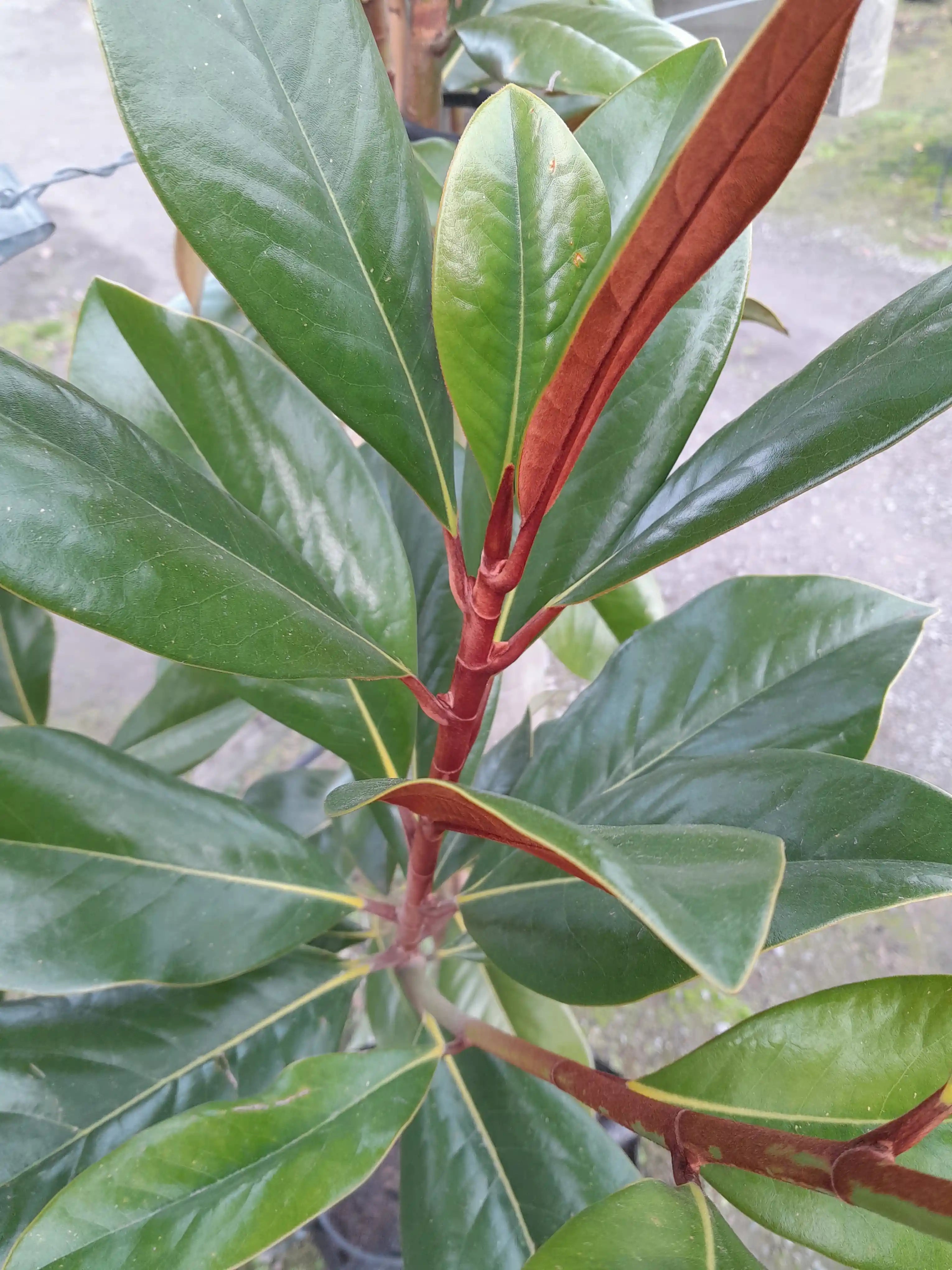 Magnolia | D.D Blanchard | 160L