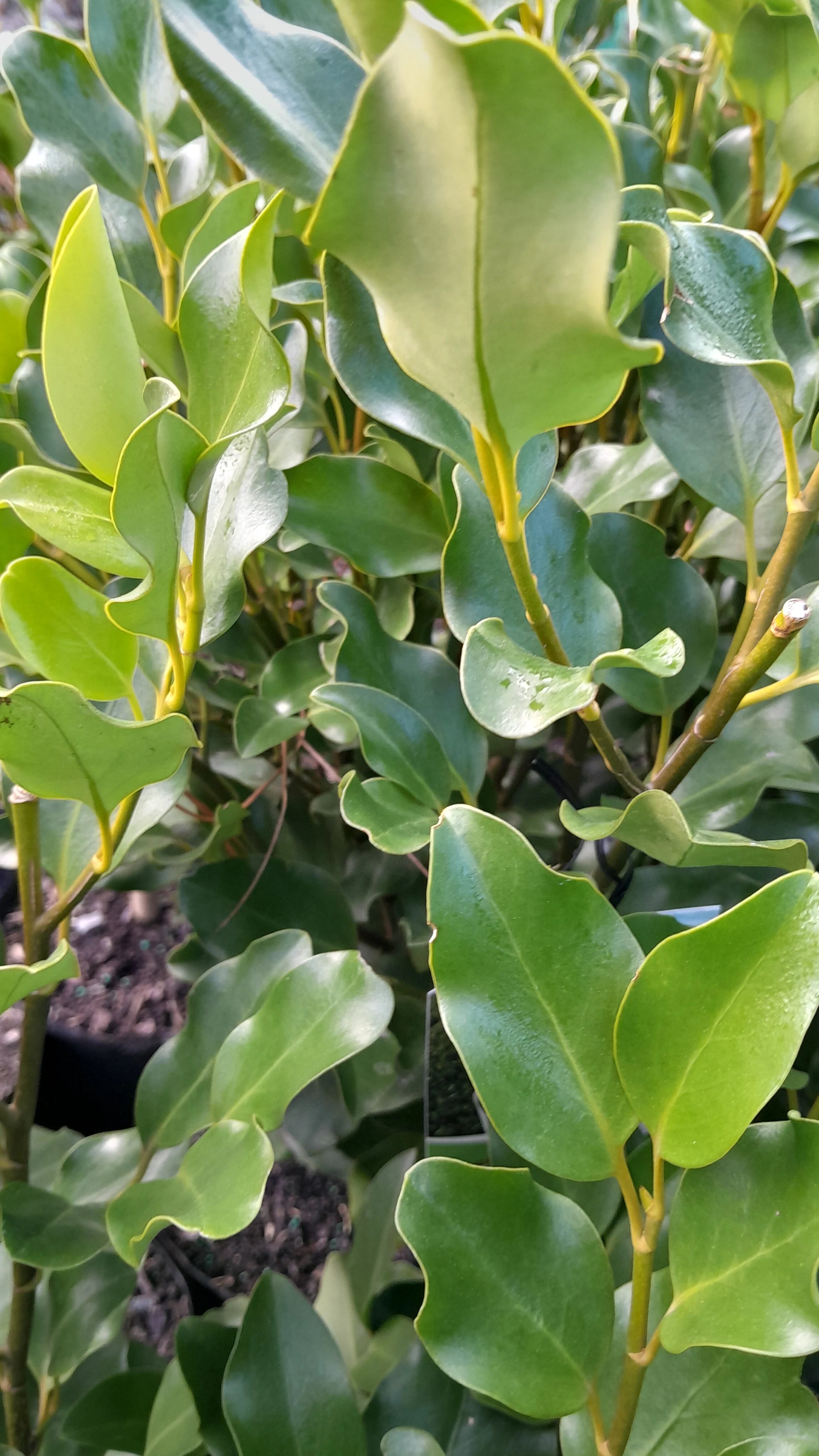 Griselinia | Broadway mint | PB18