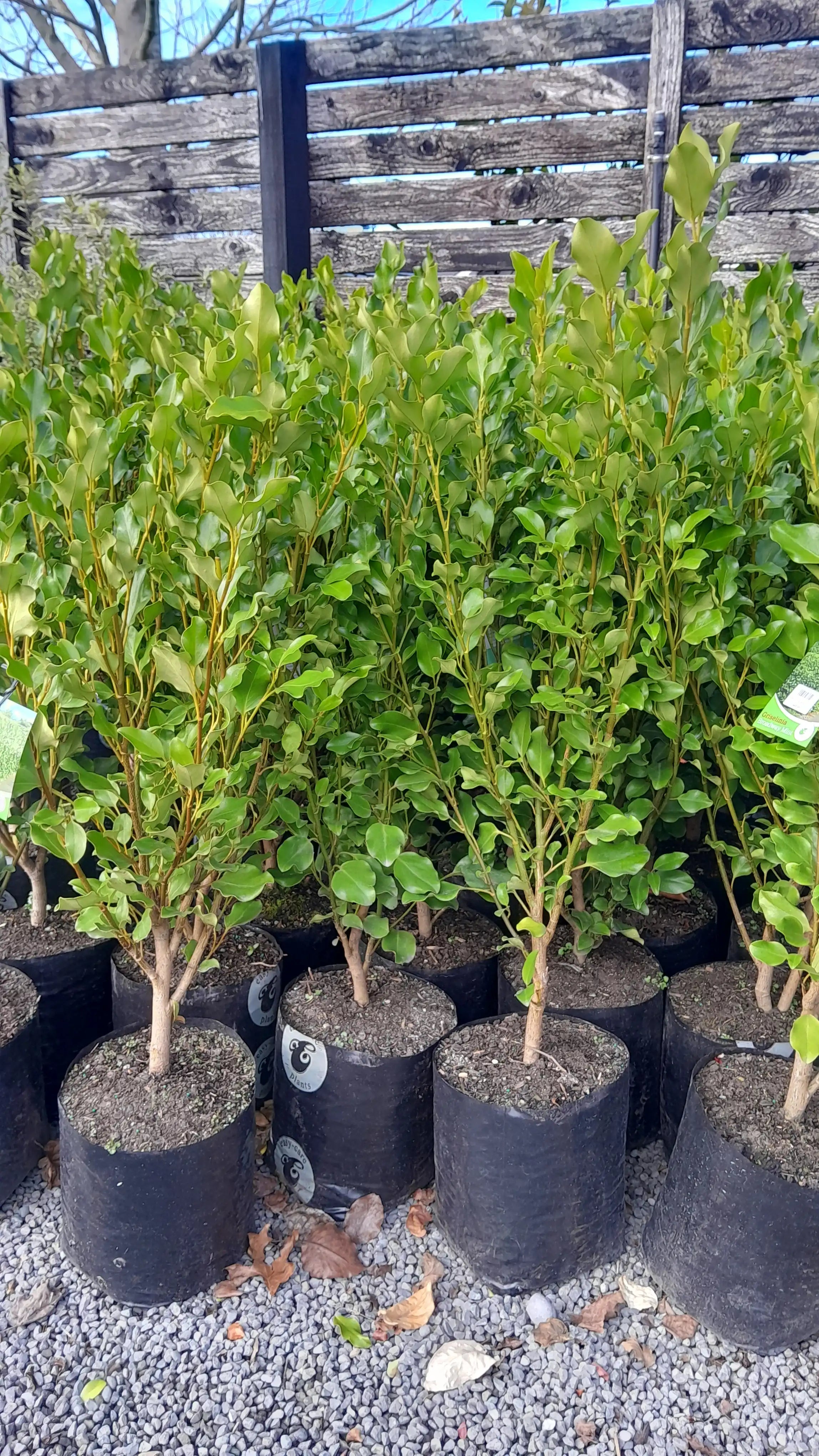 Griselinia | Broadway mint | PB18