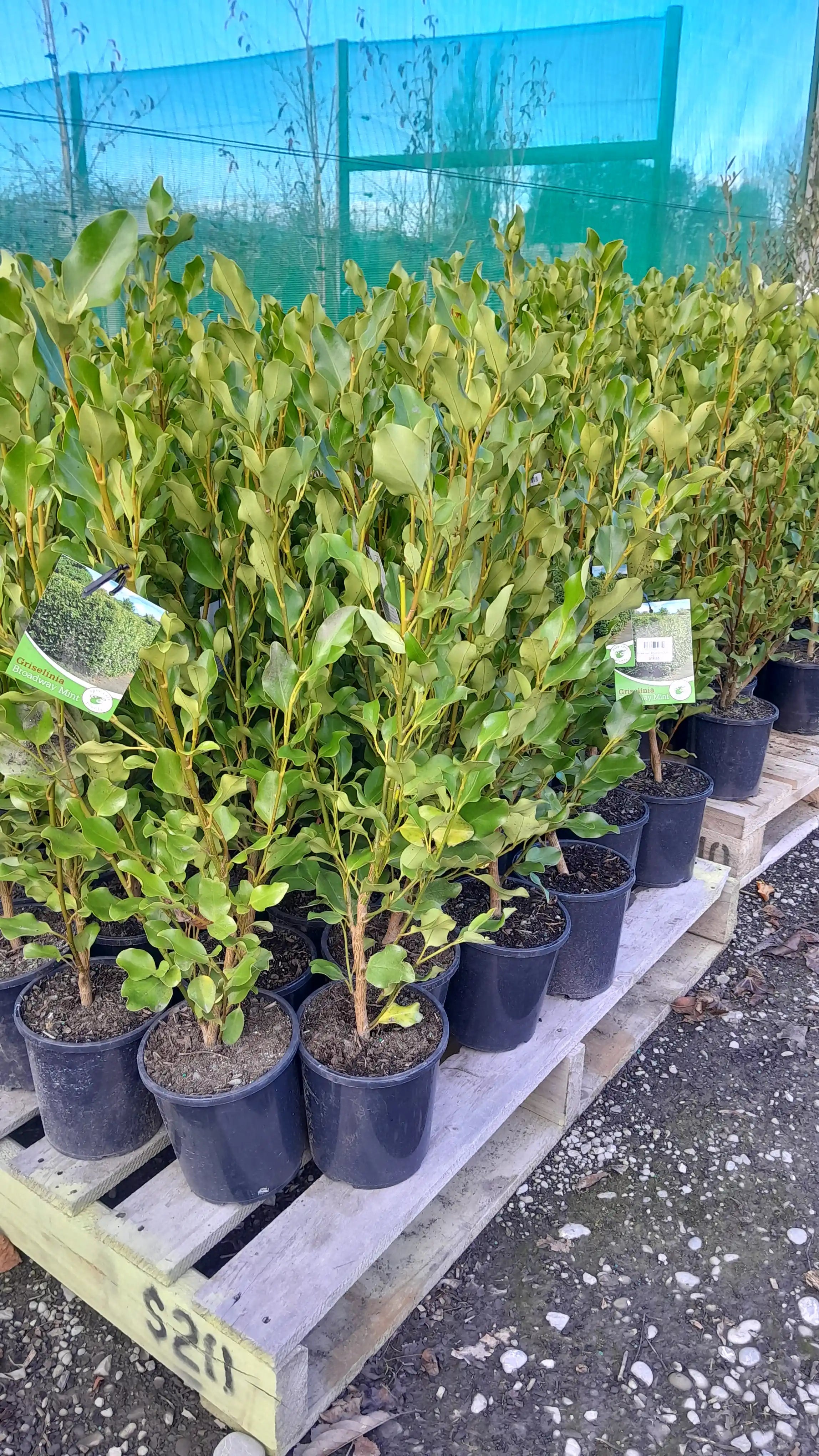Griselinia | Broadway Mint | PB5