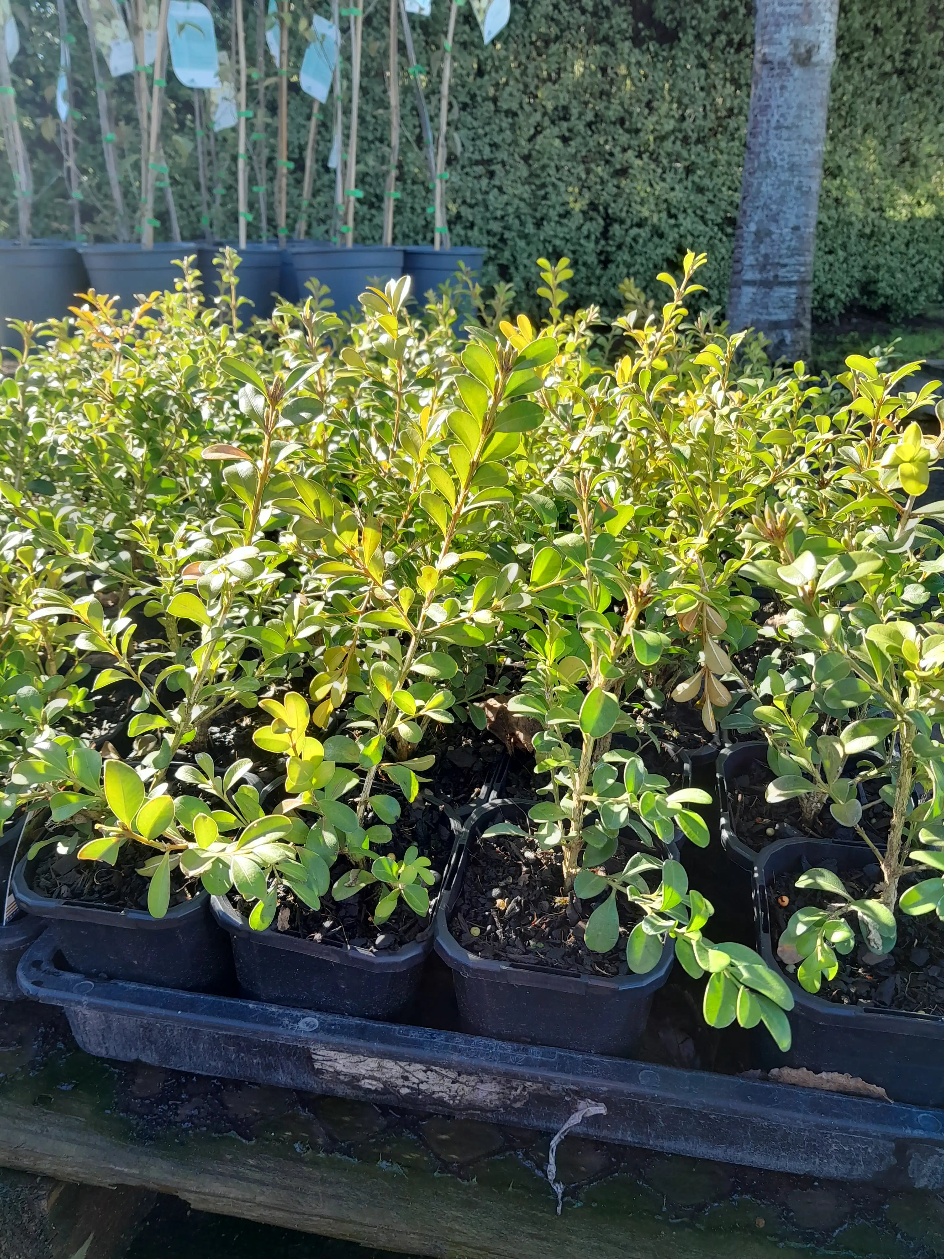 Buxus | Independence | .5L