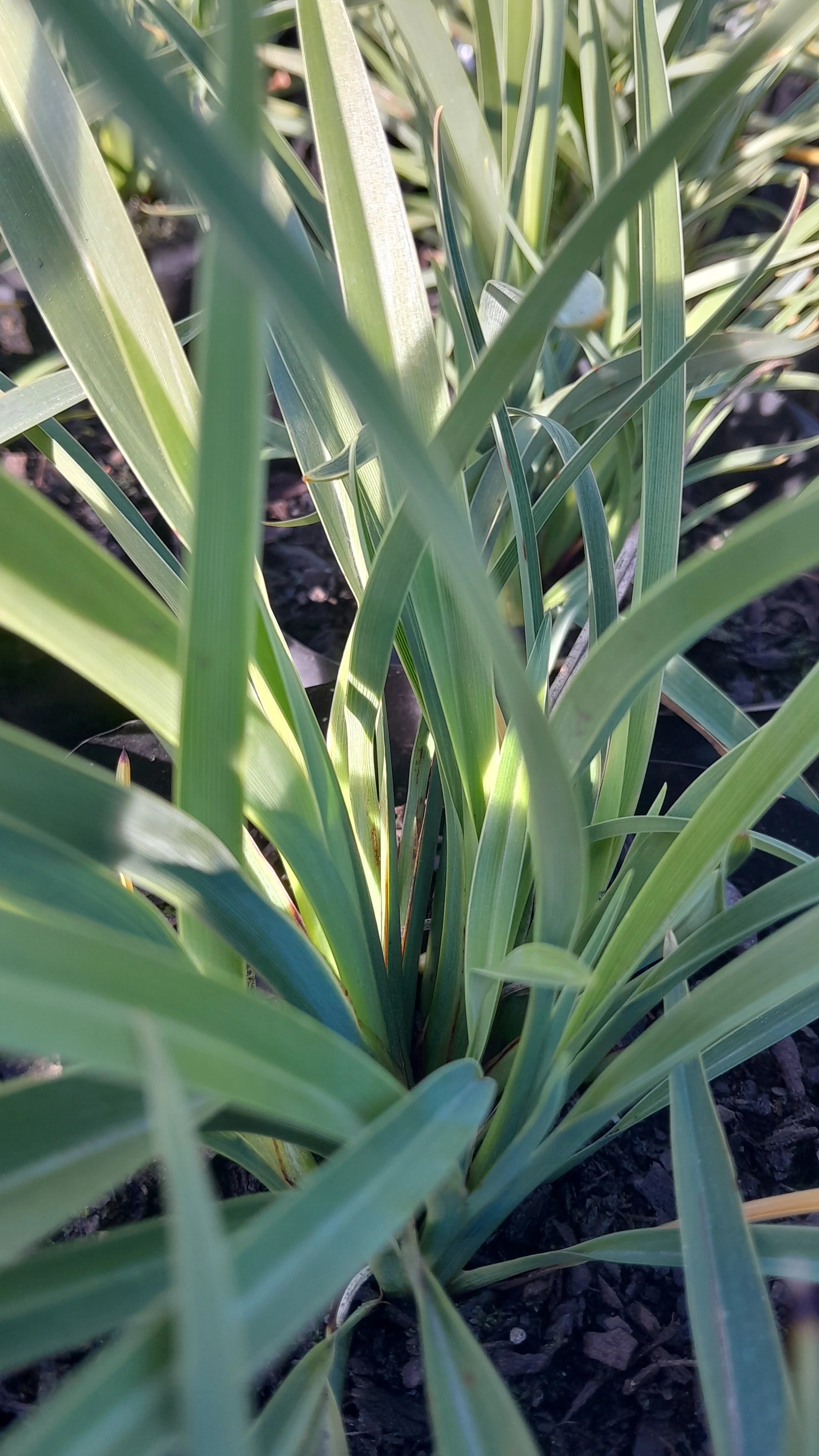Phormium | Emerald Green | 3L