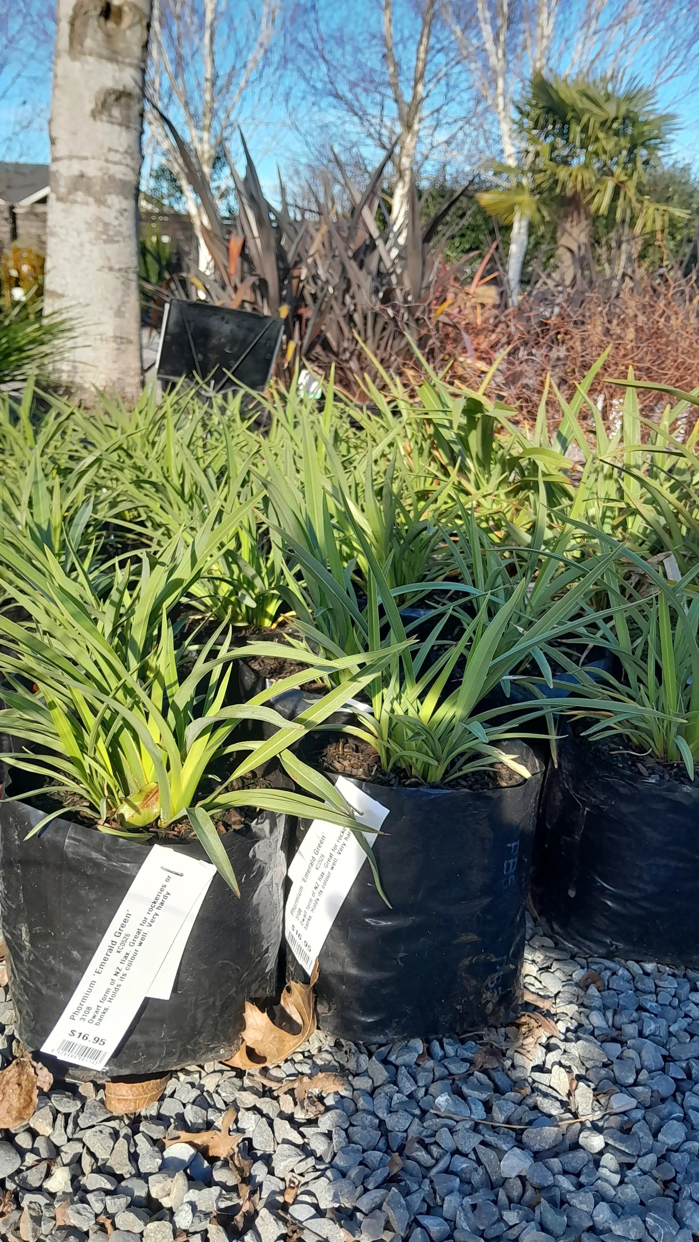 Phormium | Emerald Green | 3L