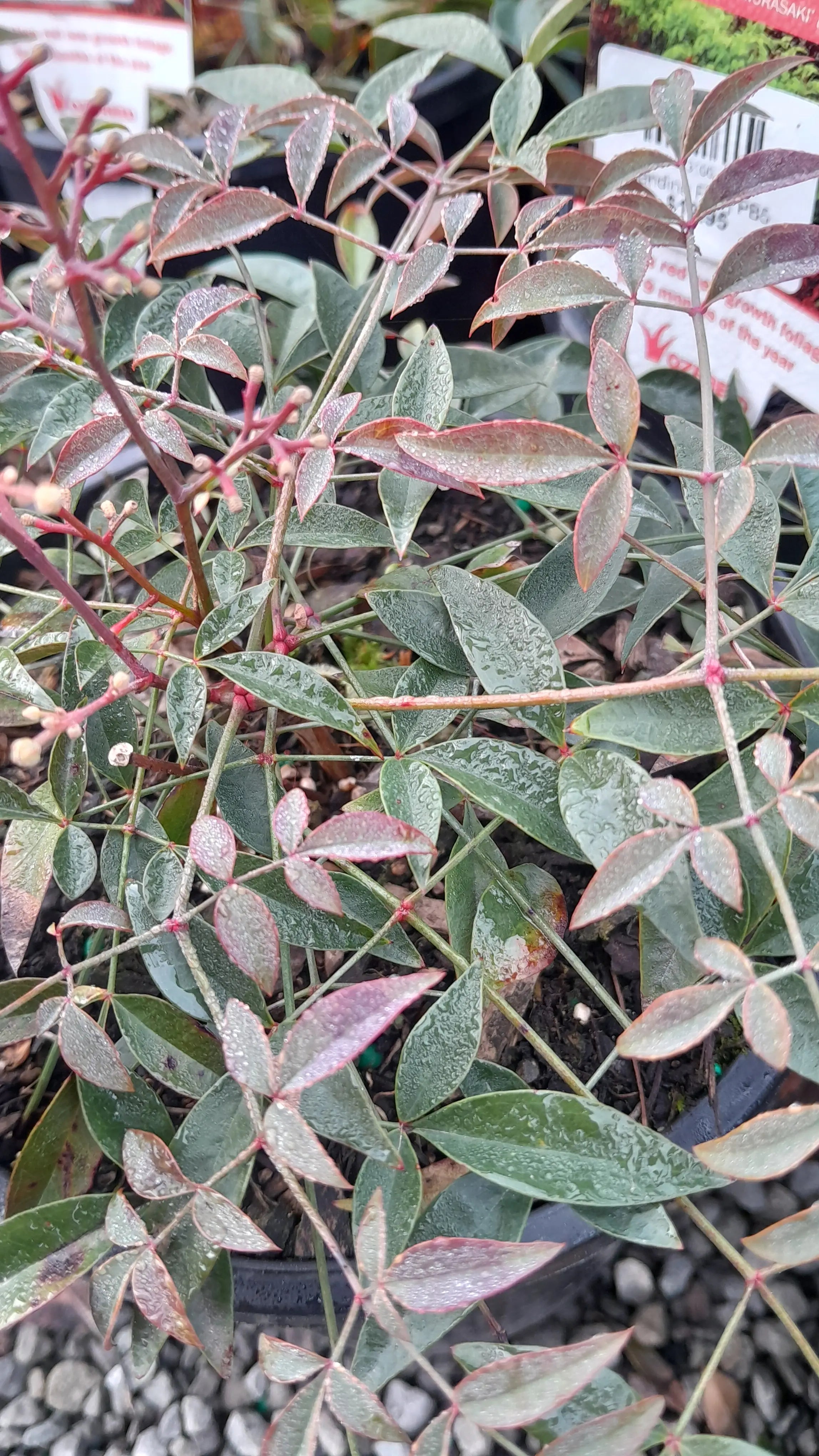 Nandina Flirt | PB5