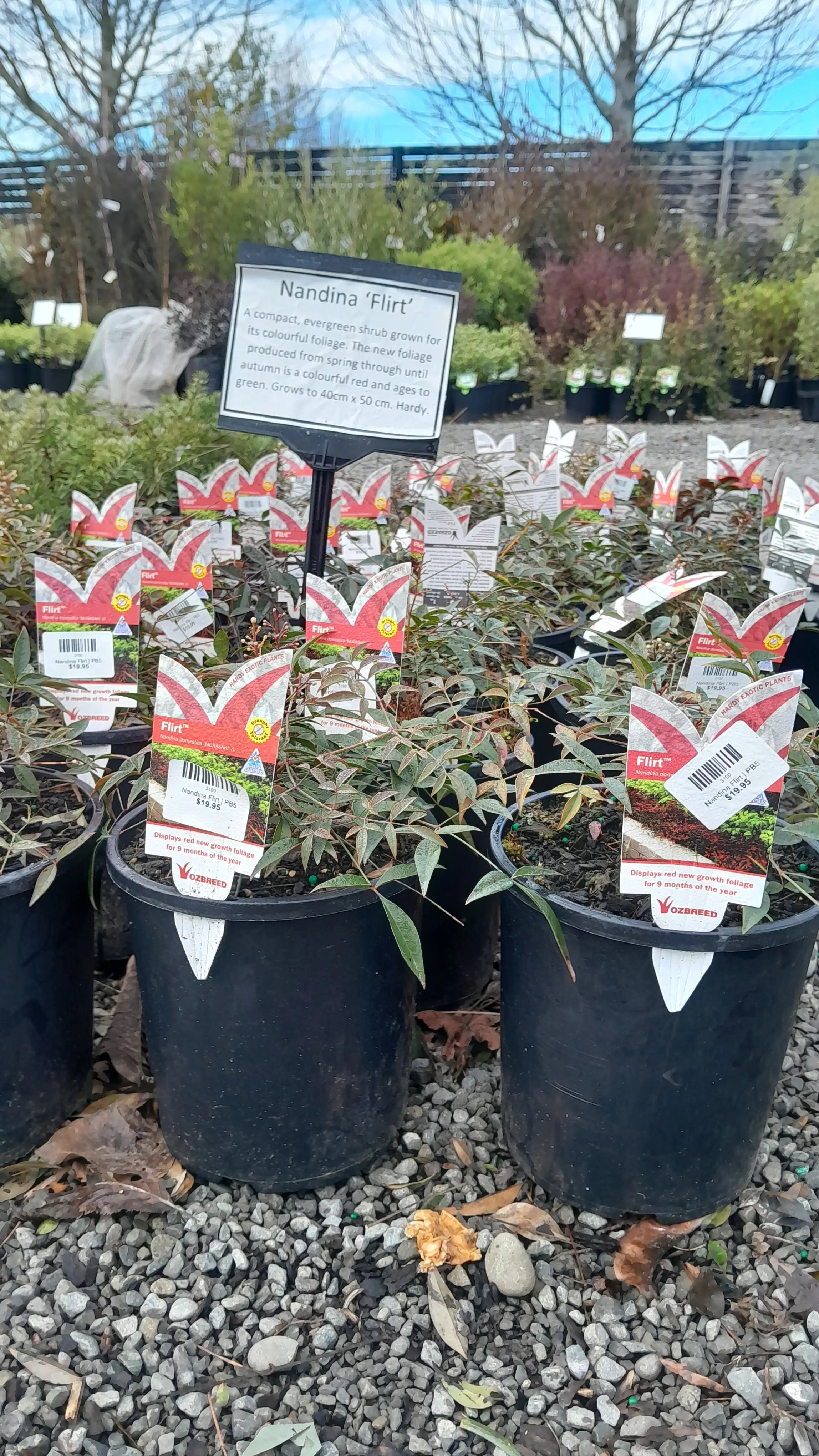 Nandina Flirt | PB5