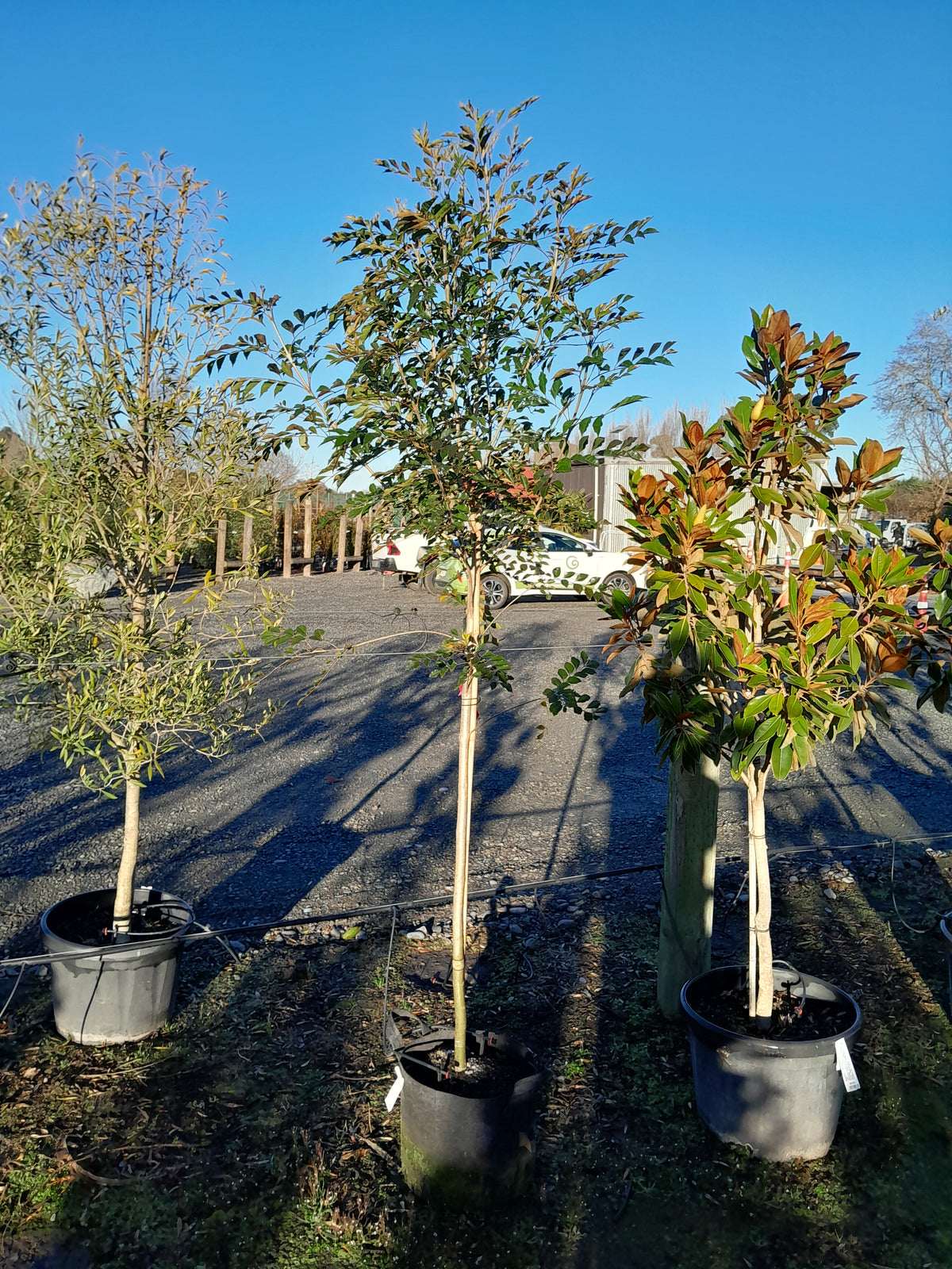 Fraxinus griffithii | 25L