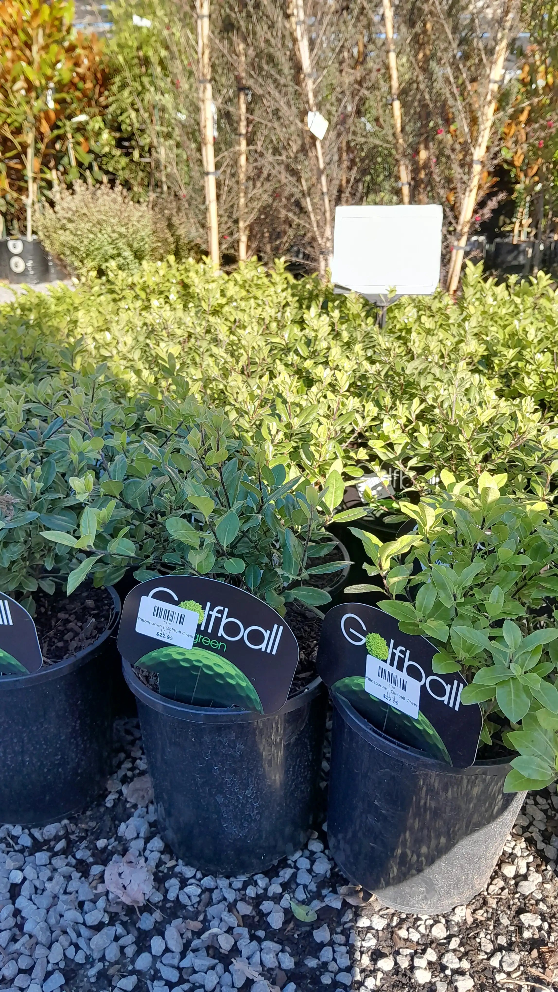 Pittosporum | Golfball Green | 2.5L