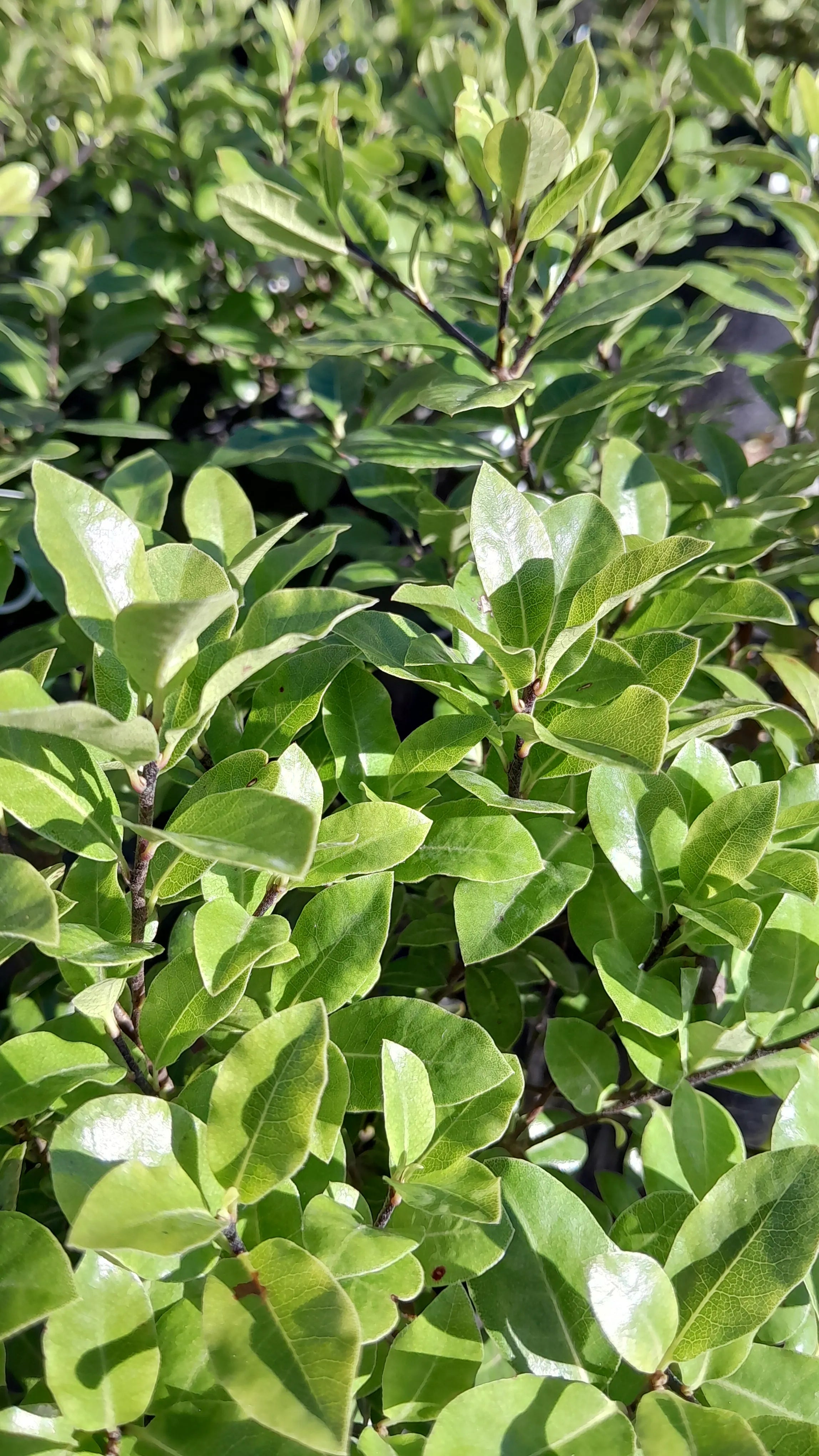 Pittosporum | Golfball Green | 2.5L