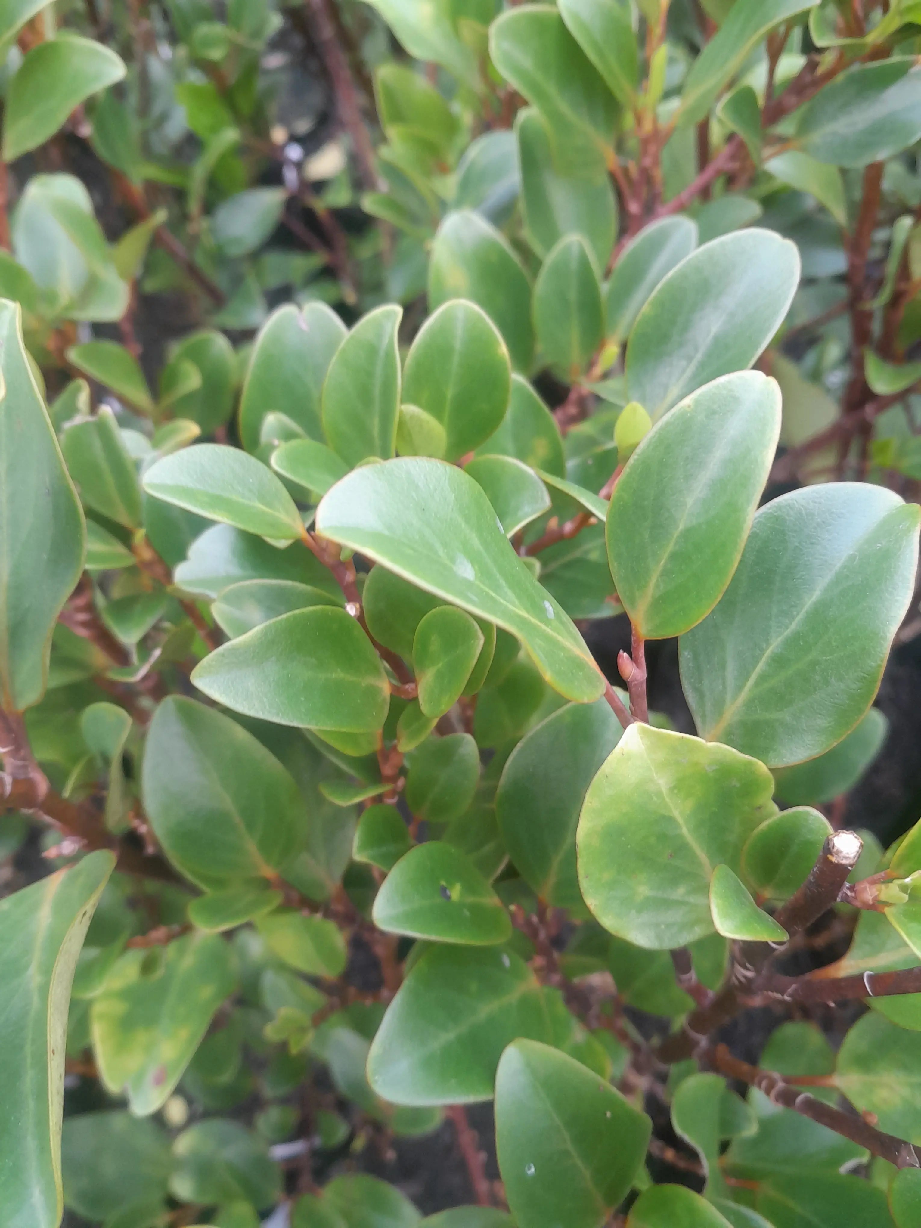 Griselinia | Canterbury | PB5