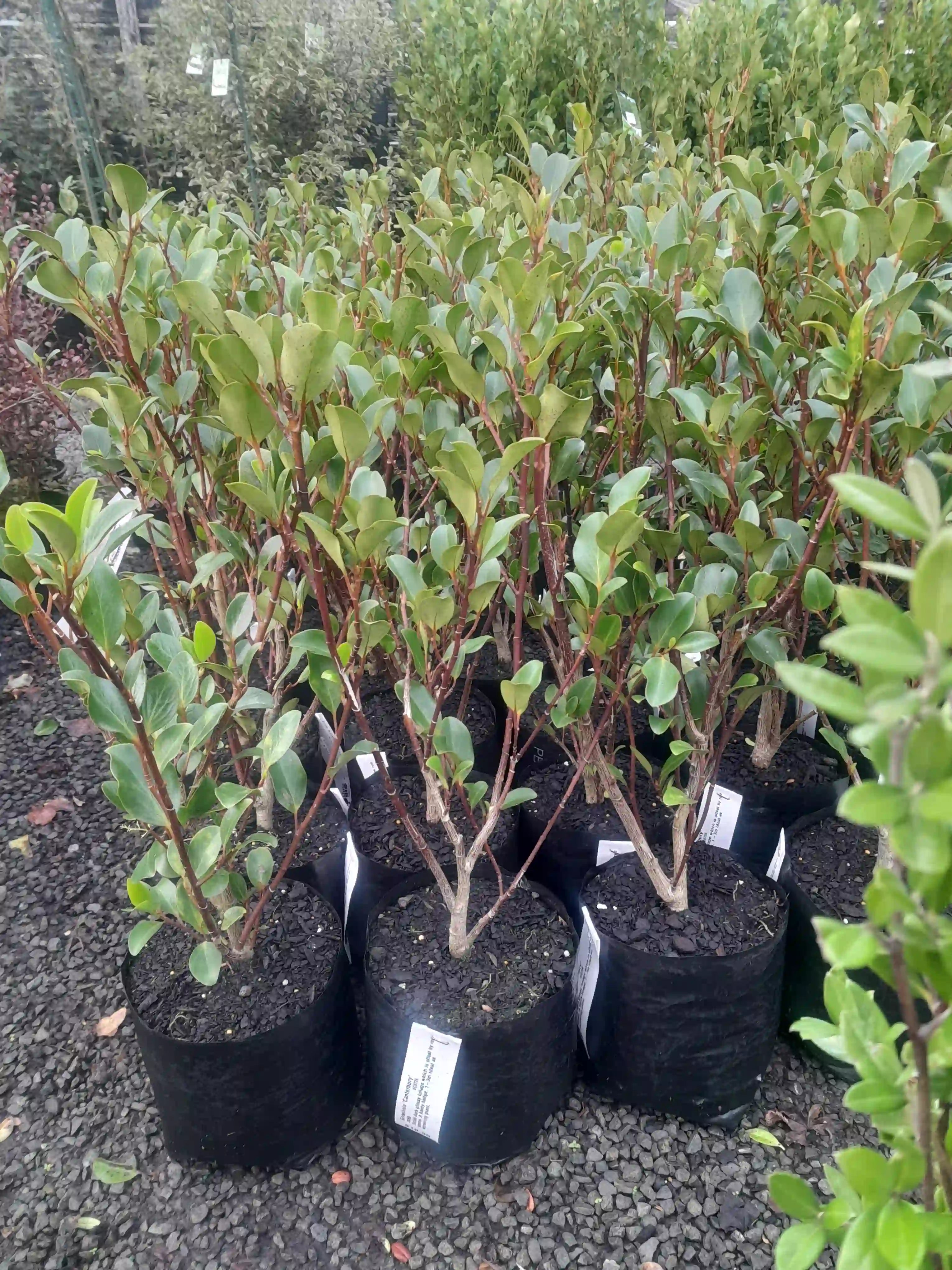 Griselinia | Canterbury | PB5