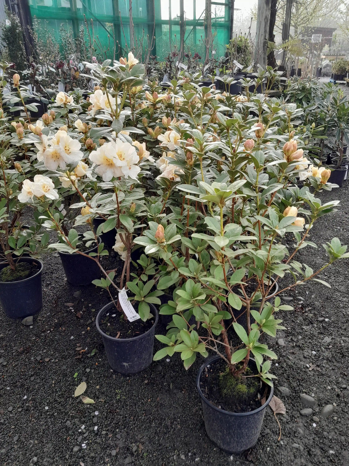 Rhododendron | Johnstoneanum | 6L