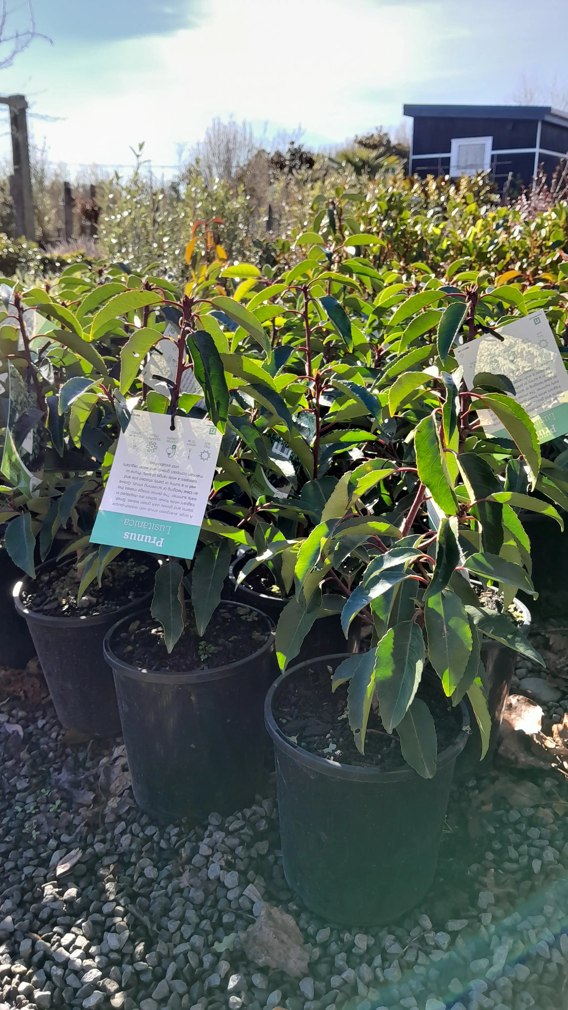 Prunus lusitanica | 2.5L
