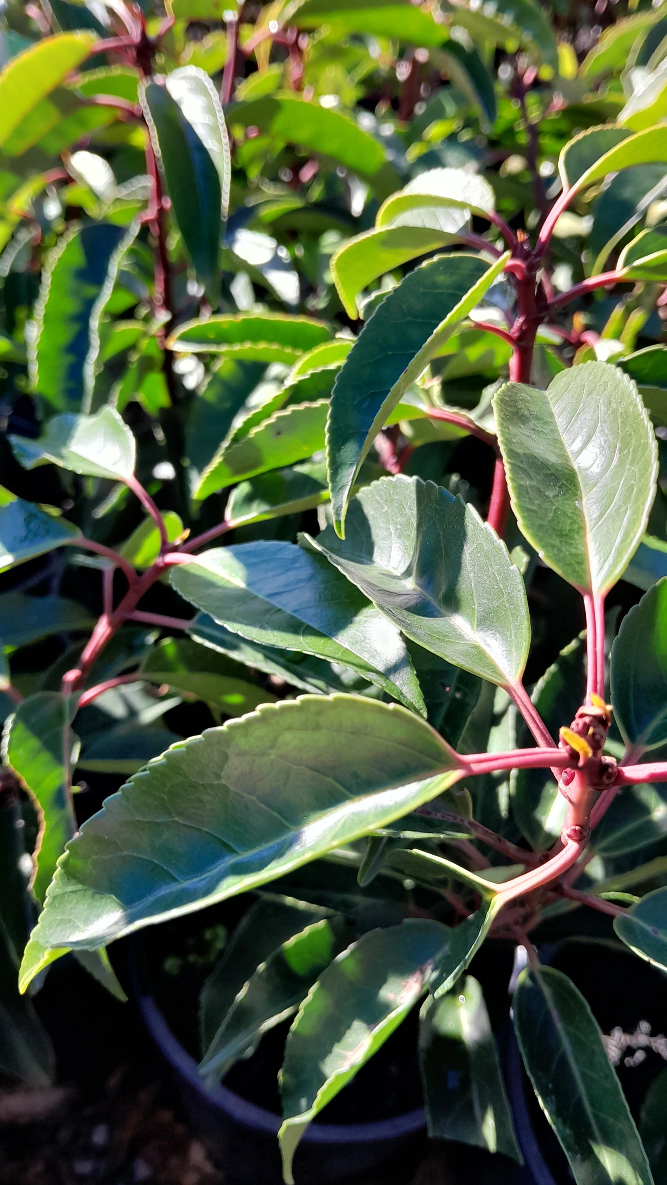Prunus lusitanica | 2.5L