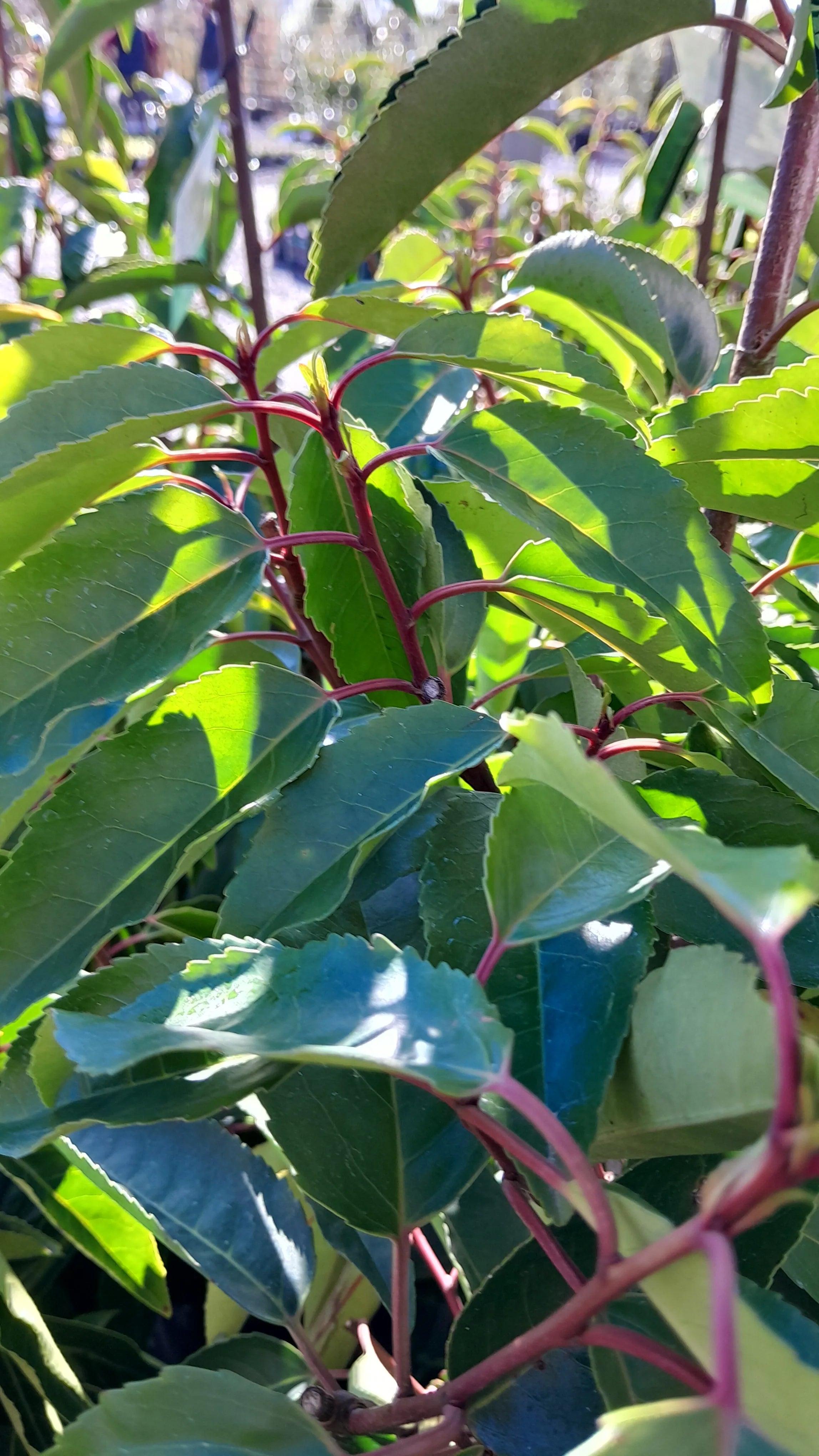 Prunus lusitanica | Standard | PB28