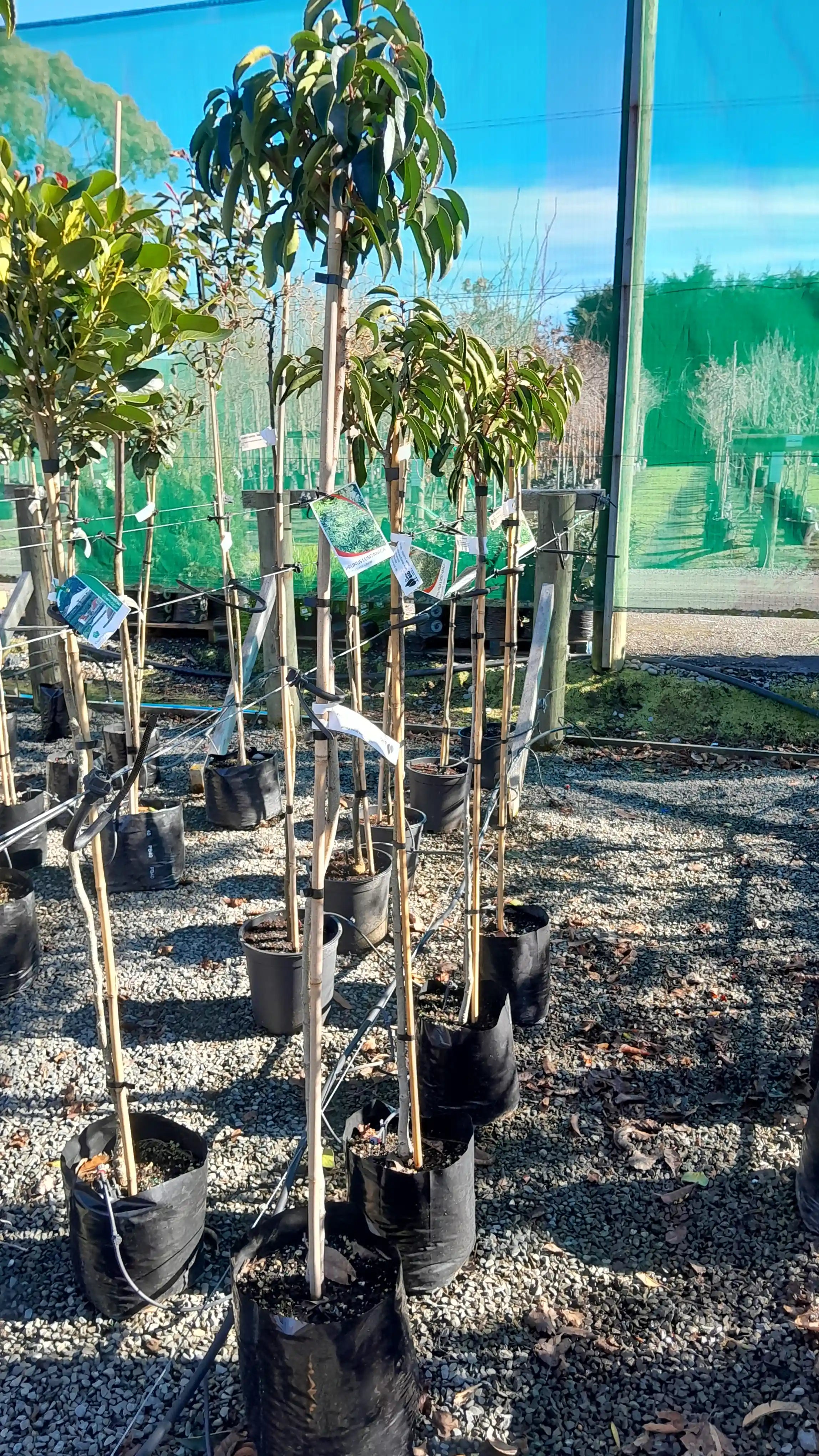 Prunus lusitanica | Standard | PB28