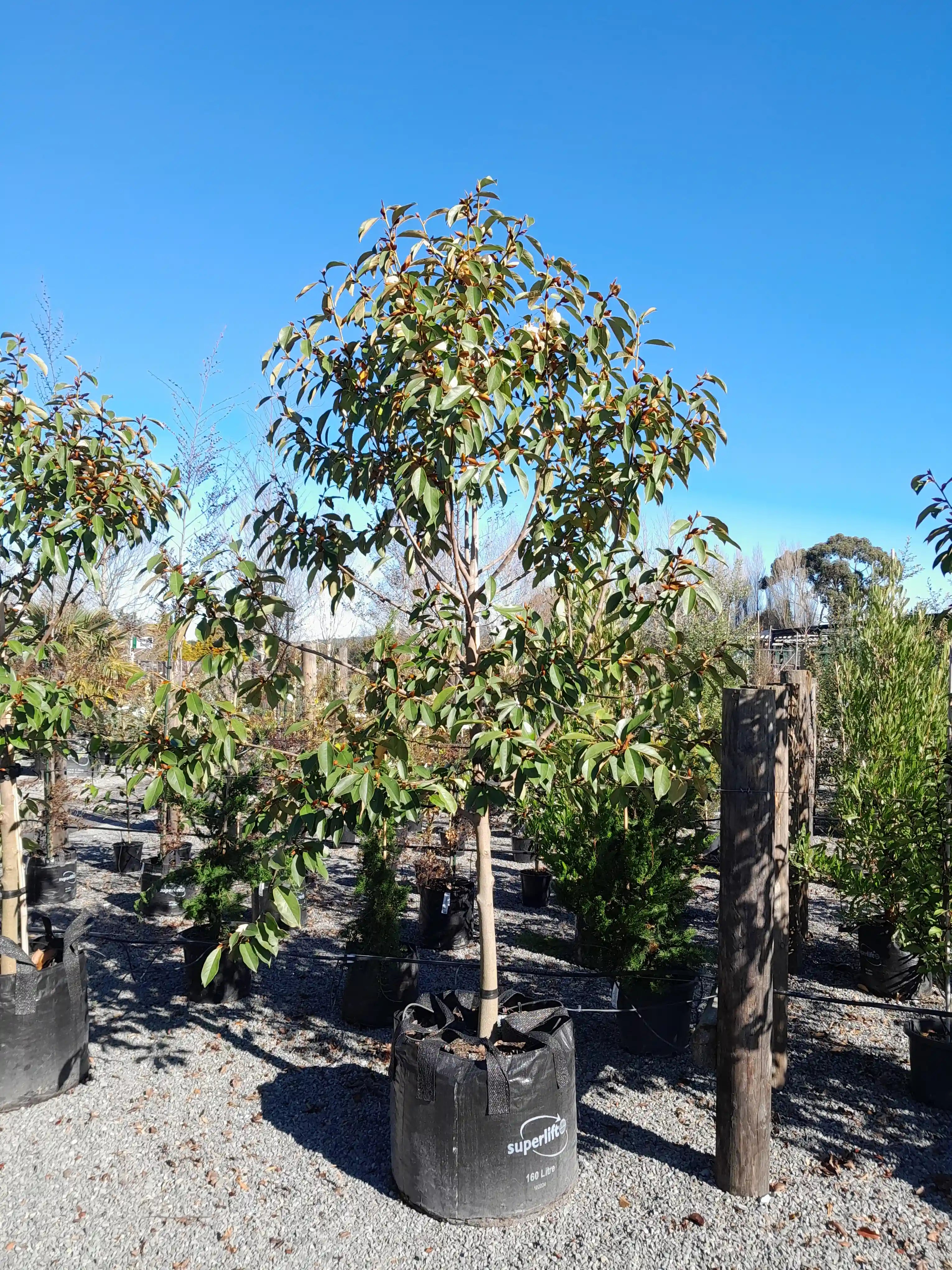 Michelia | Lemon Fragrant | 160L