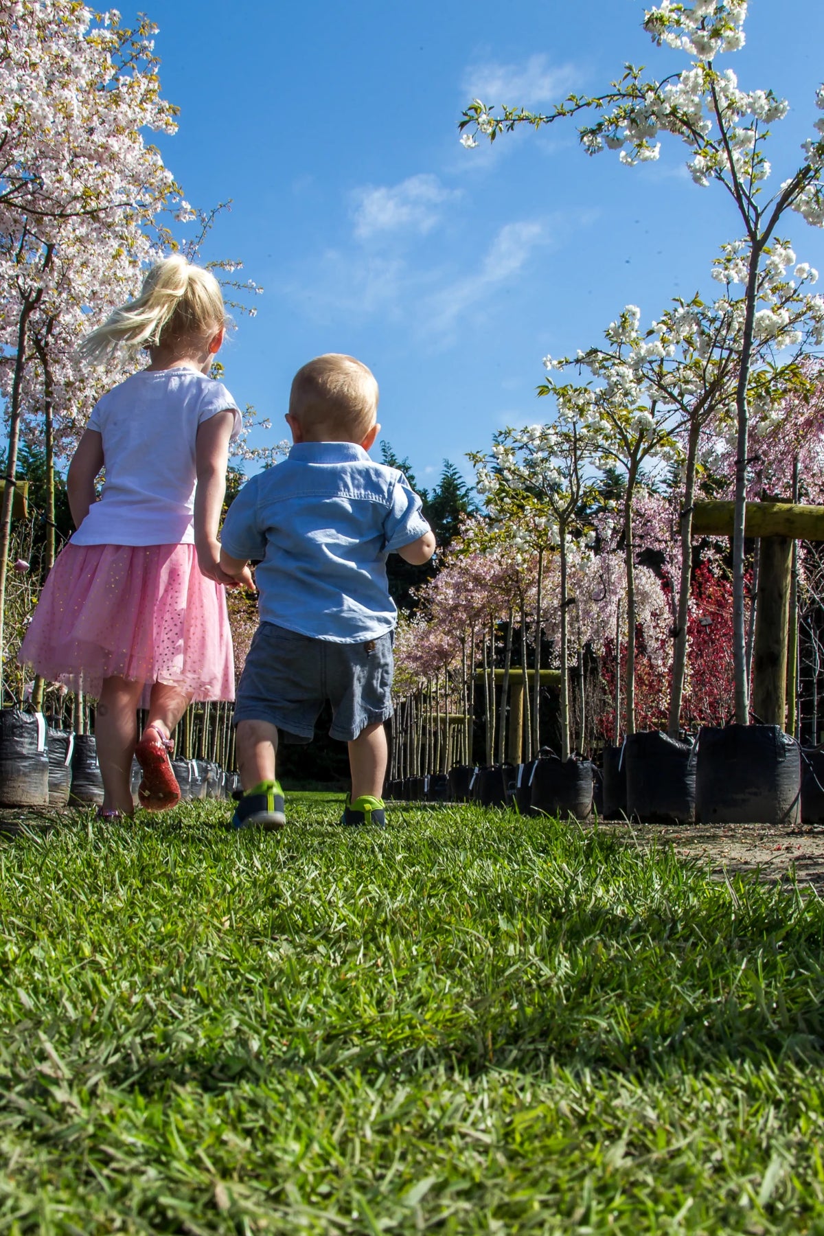 Little Tree Obsession Tree and Shrub Nursery | The Little Big Tree Company