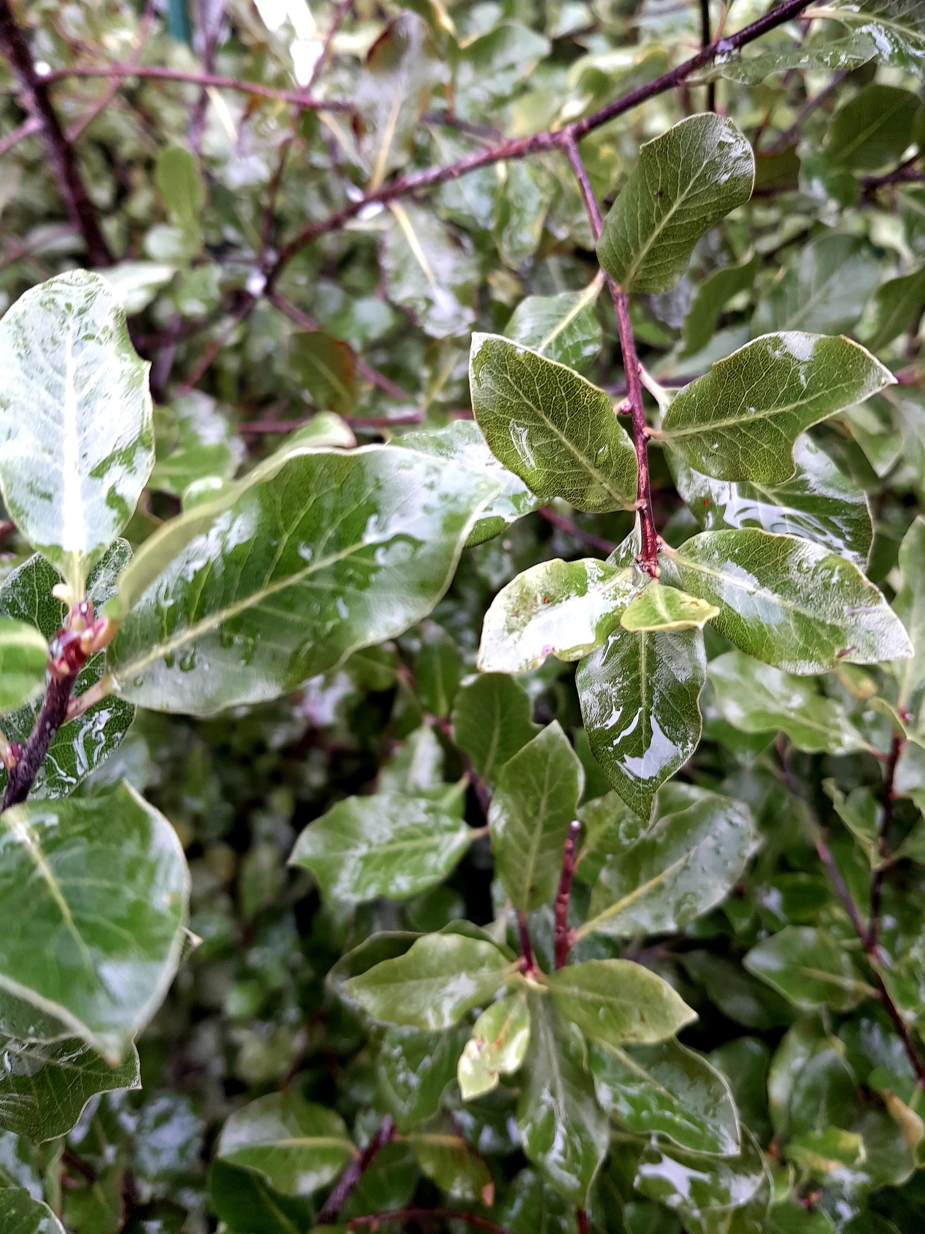 Pittosporum | Wrinkle Blue | PB18