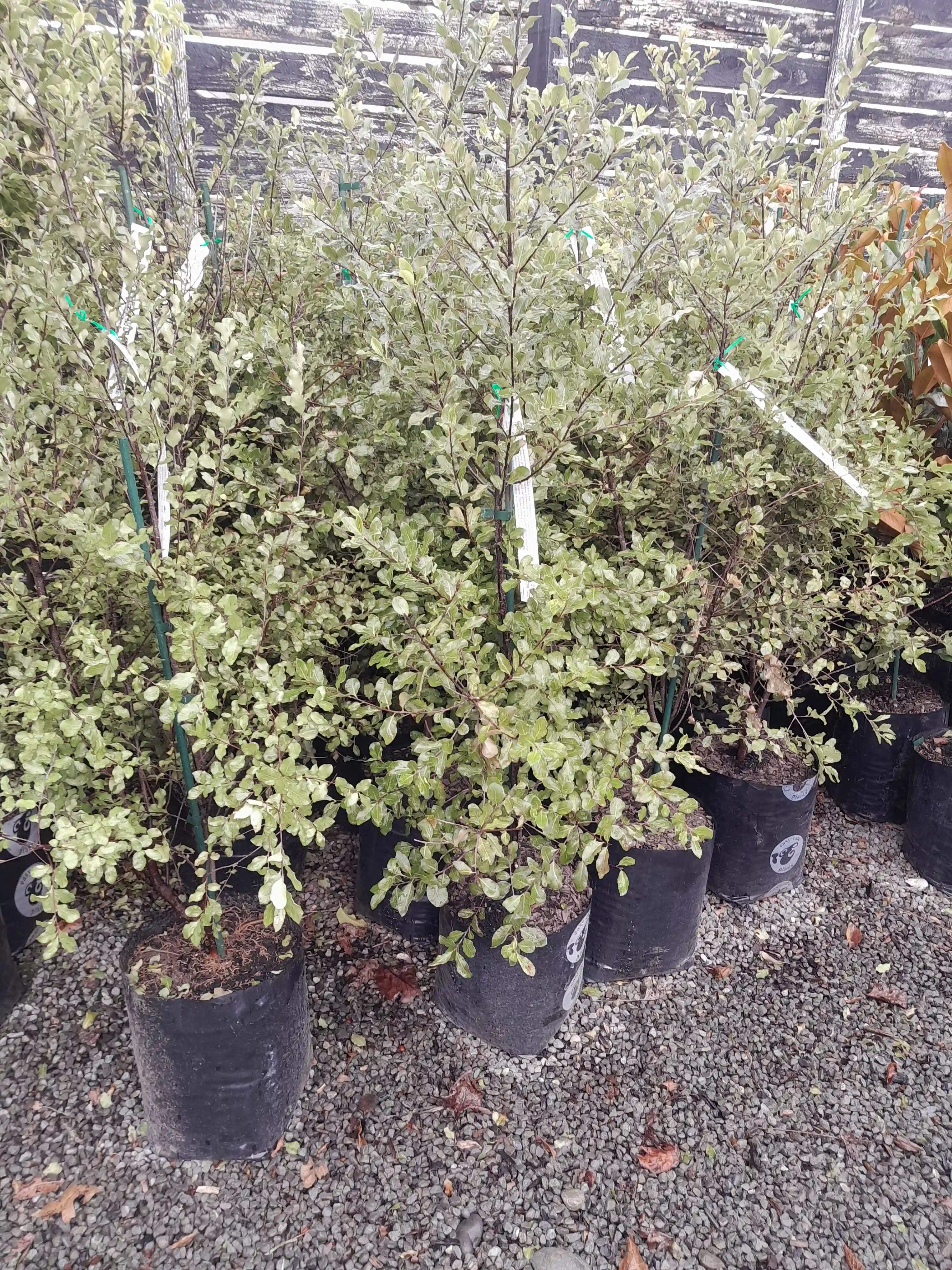 Pittosporum | Wrinkle Blue | PB18
