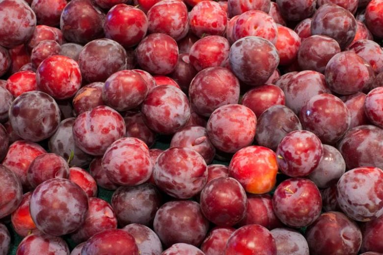 Plum | Santa Rosa | PB40