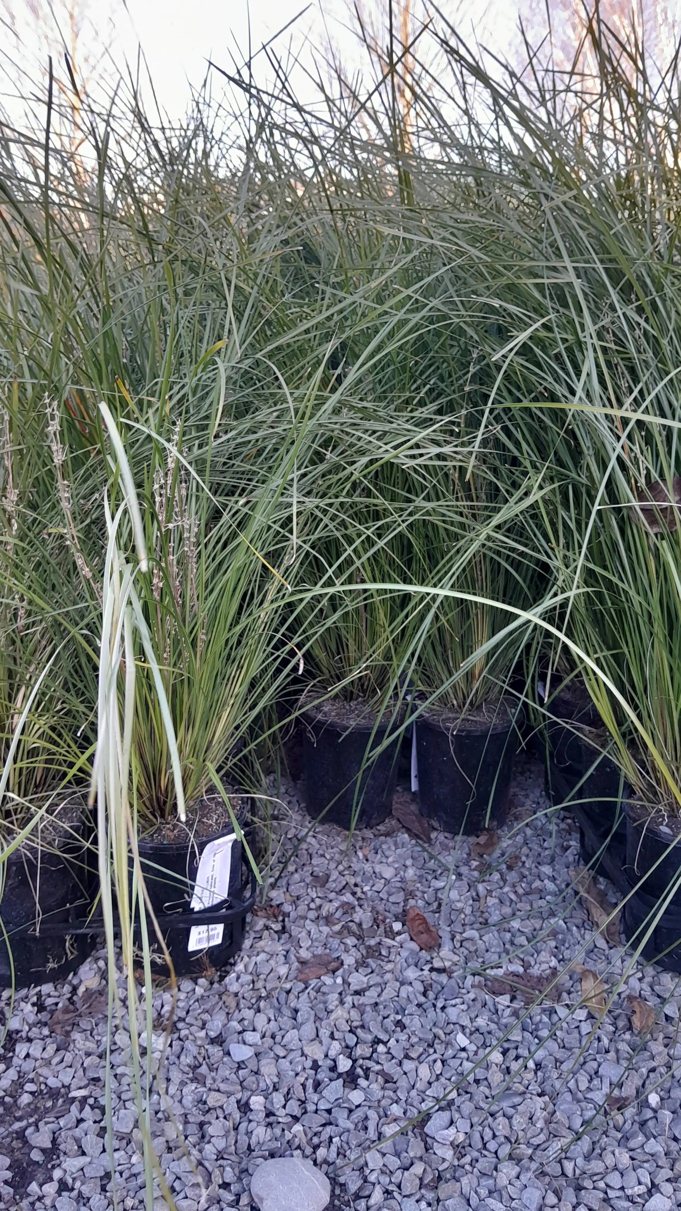 Lomandra | Tanika | 2L