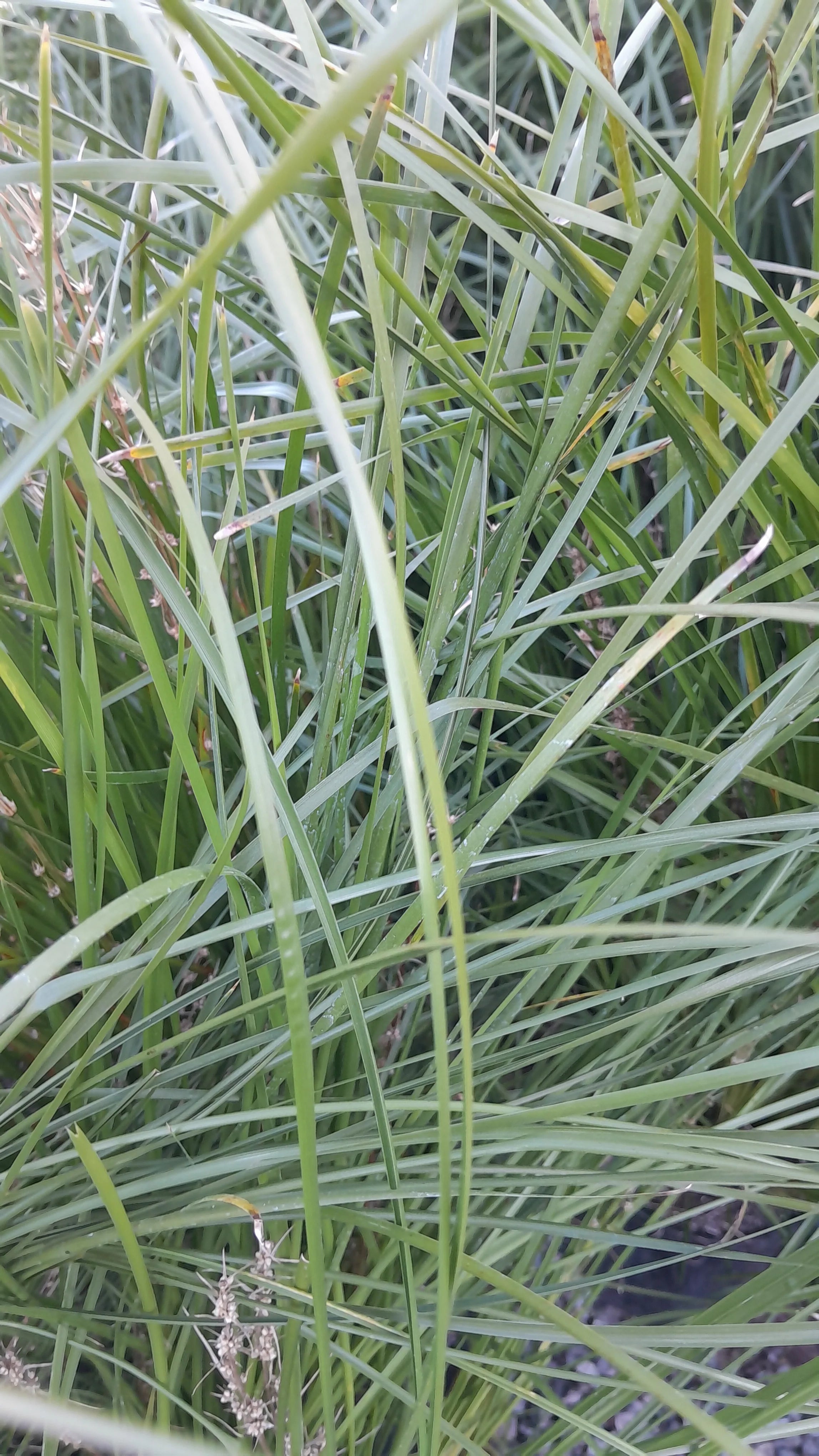 Lomandra | Tanika | 2L