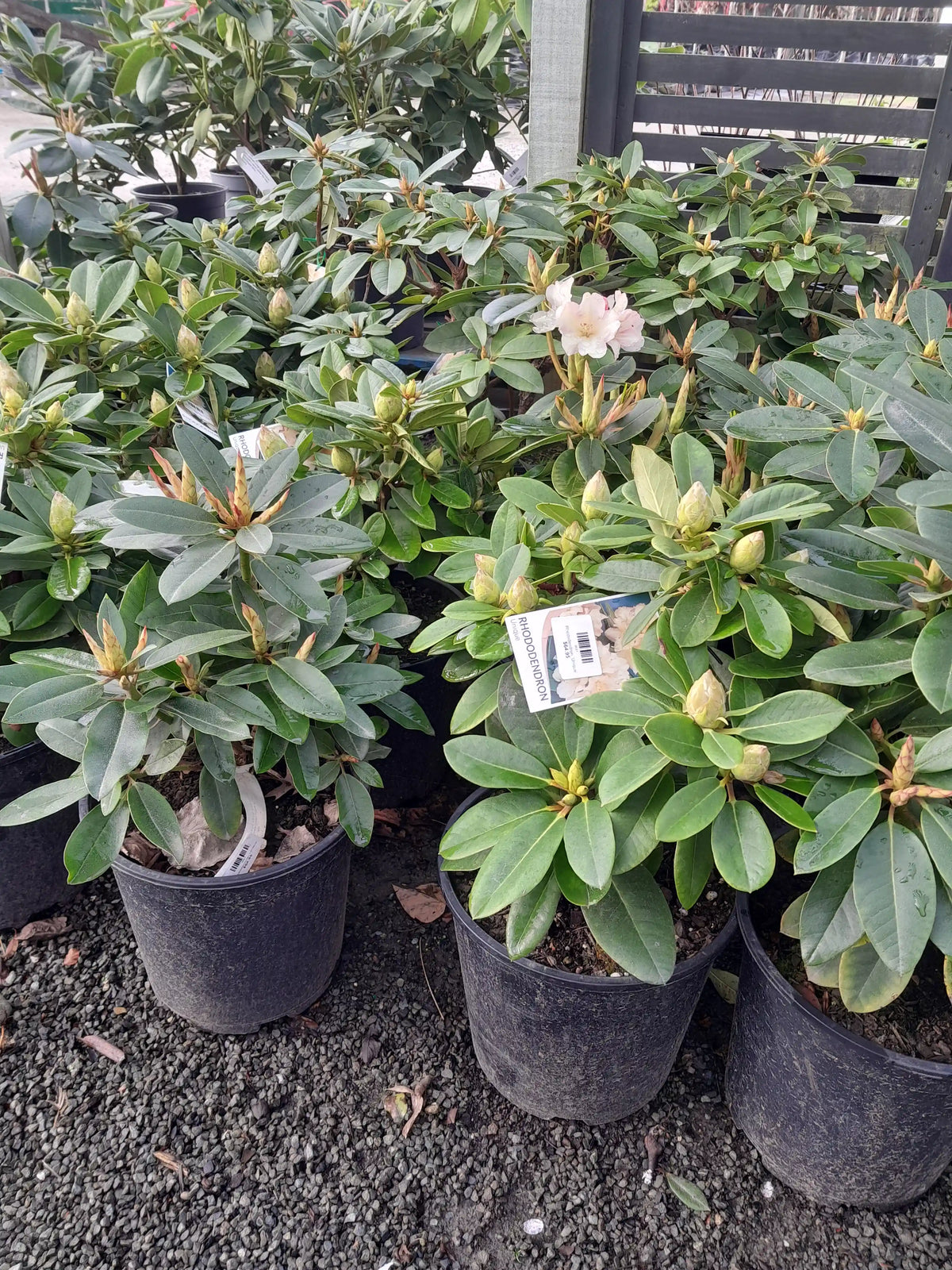 Rhododendron | Unique | 6L