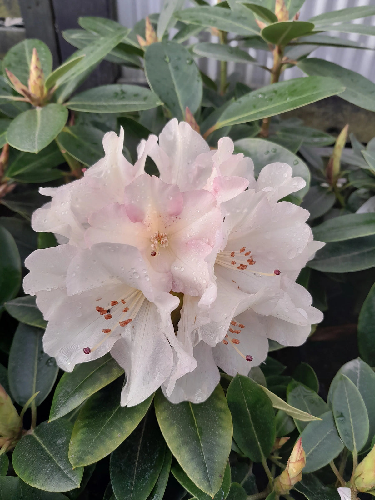 Rhododendron | Unique | 6L