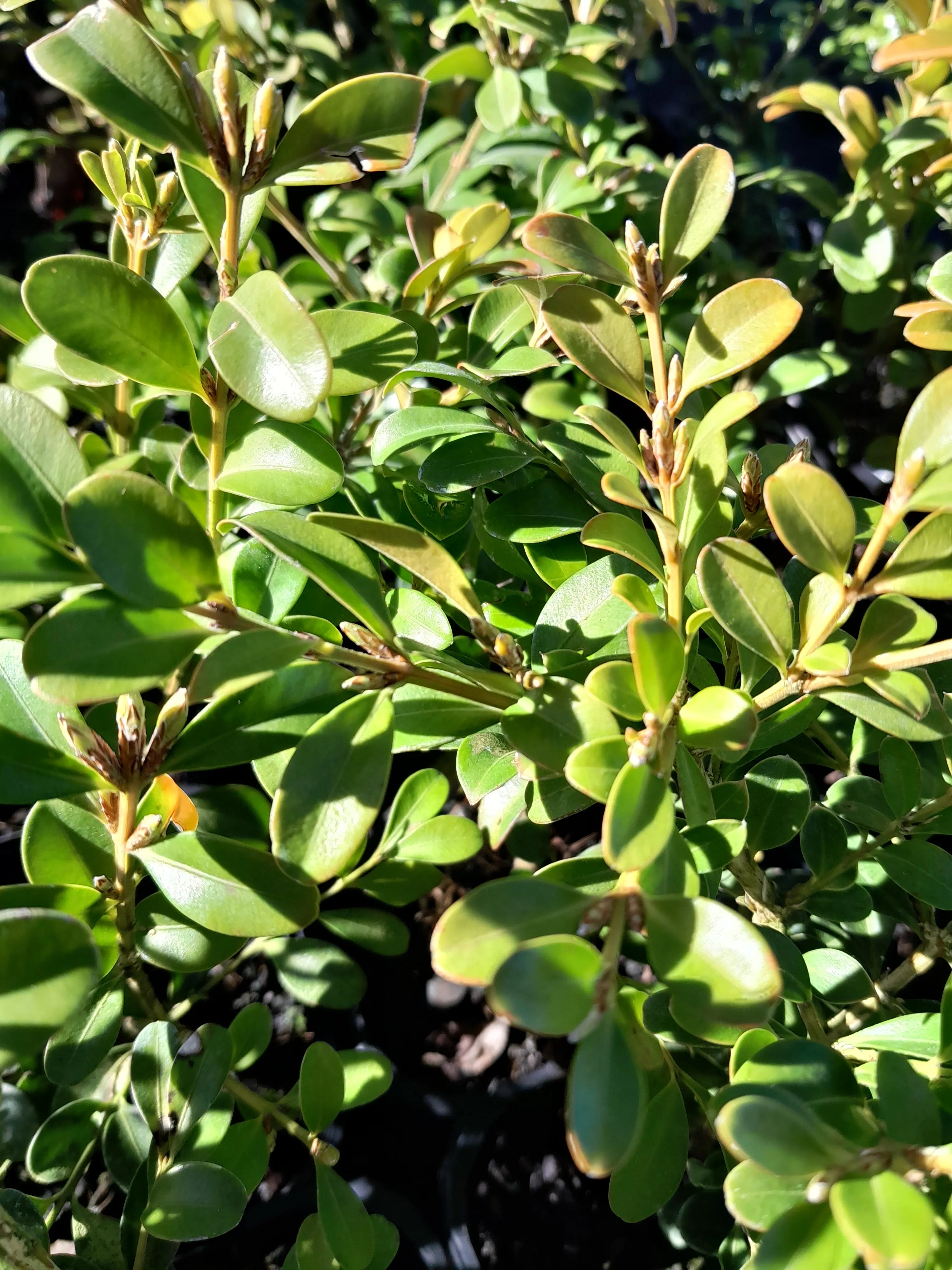 Buxus | Independence | .5L