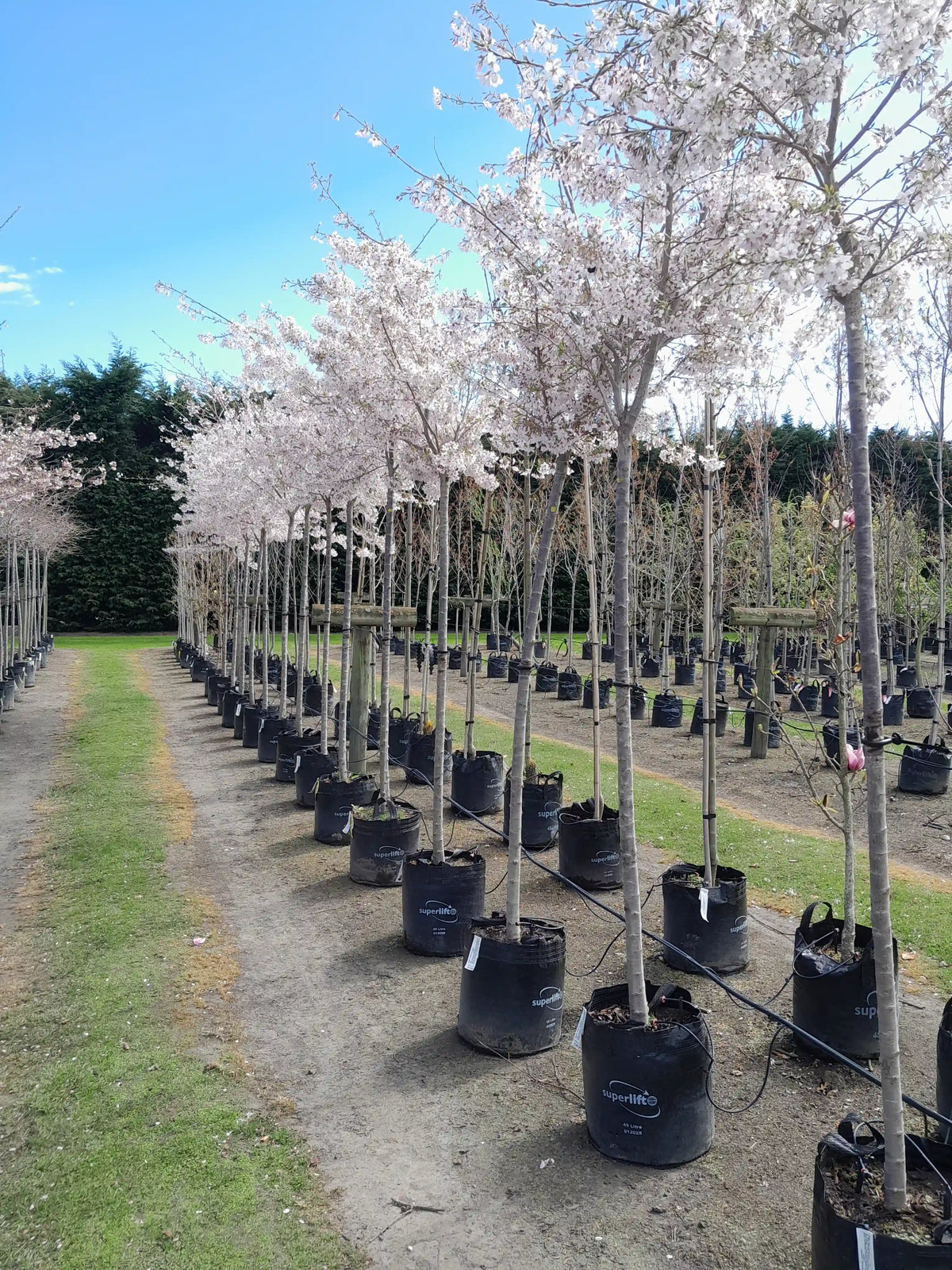 Prunus yedoensis | Awanui | 1.8m Std | 45L