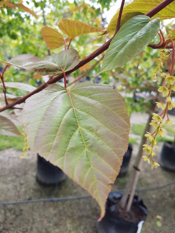 Acer davidii